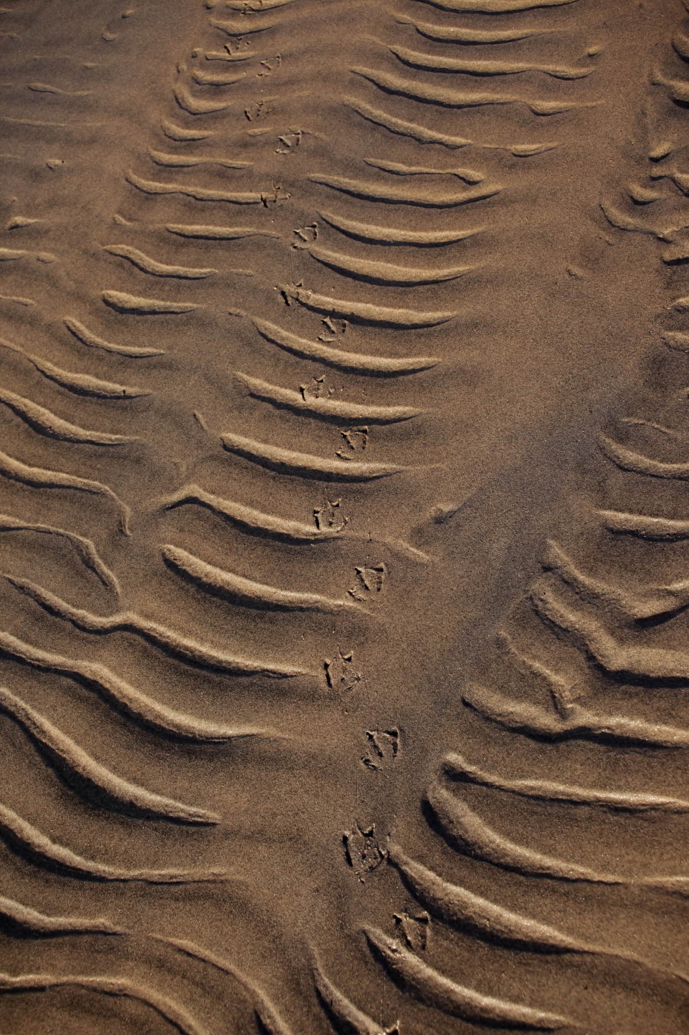 Canon EOS 5D Mark II + Canon EF 28-70mm f/3.5-4.5 sample photo. Footprints in the sand photography