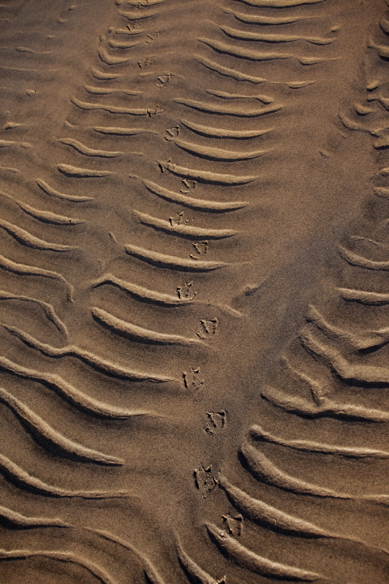 Canon EF 28-70mm f/3.5-4.5 sample photo. Footprints in the sand photography
