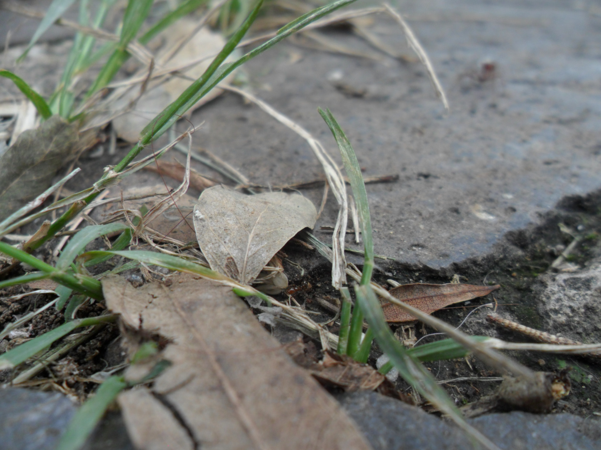 Samsung PL20,PL21 / VLUU PL20,PL21 sample photo. Hojas photography