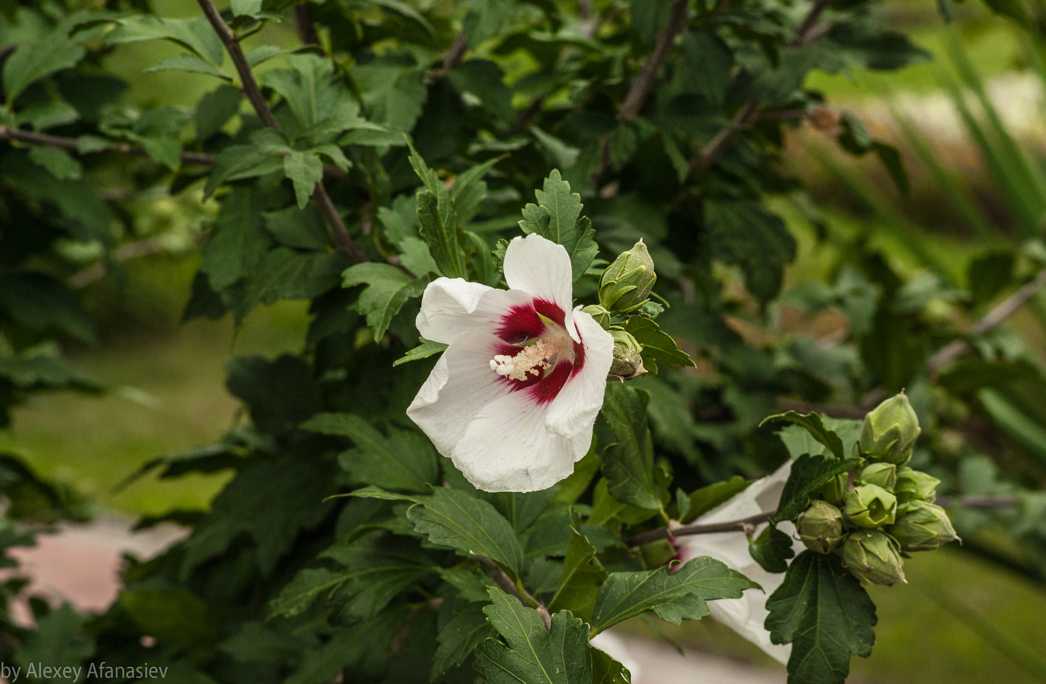 Pentax K10D sample photo. White flower photography