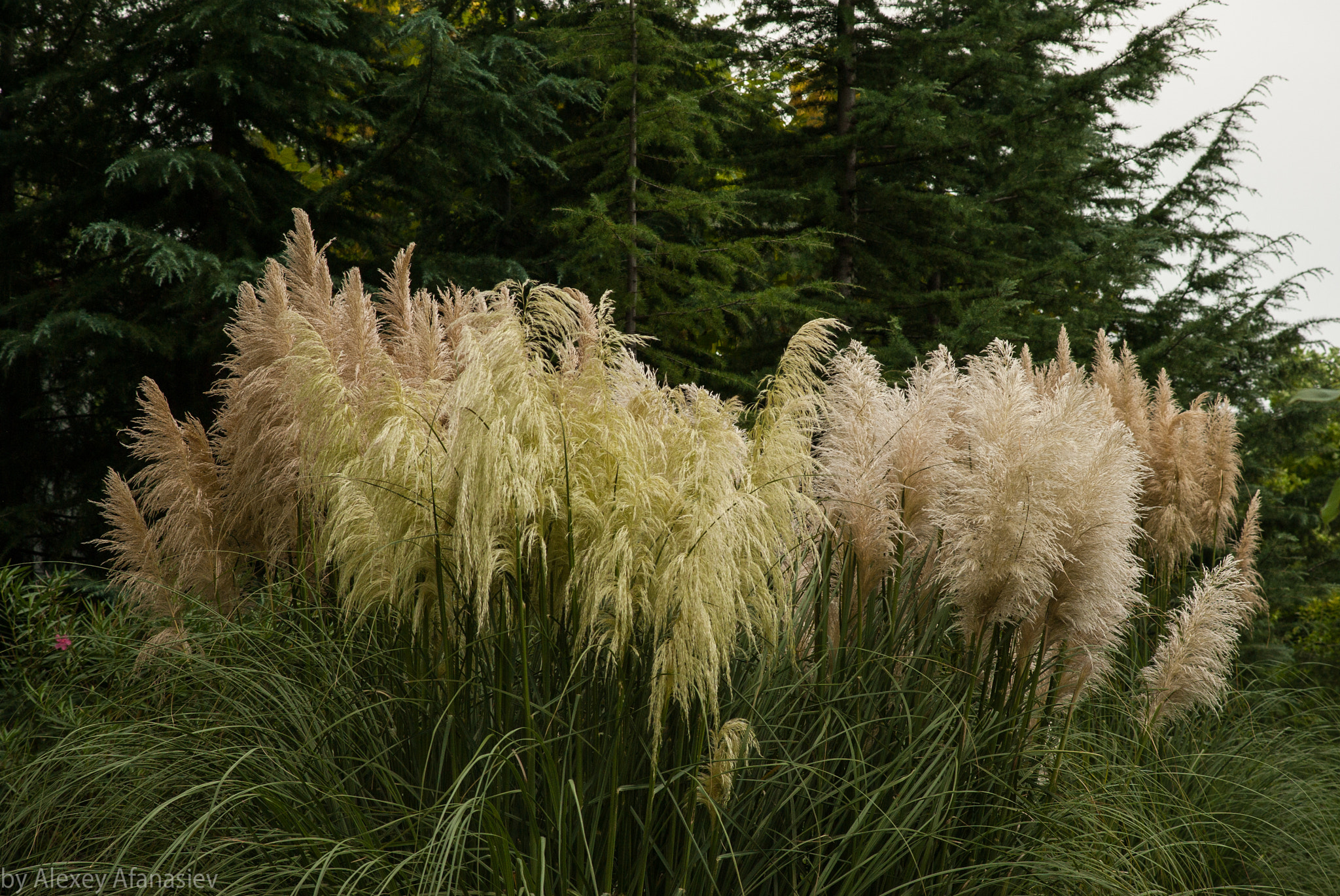 Pentax K10D + Pentax smc DA 70mm F2.4 AL Limited sample photo. Fluffy grass photography