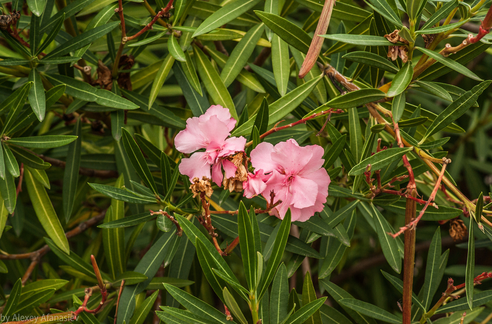 Pentax K10D sample photo. Pink flowers photography