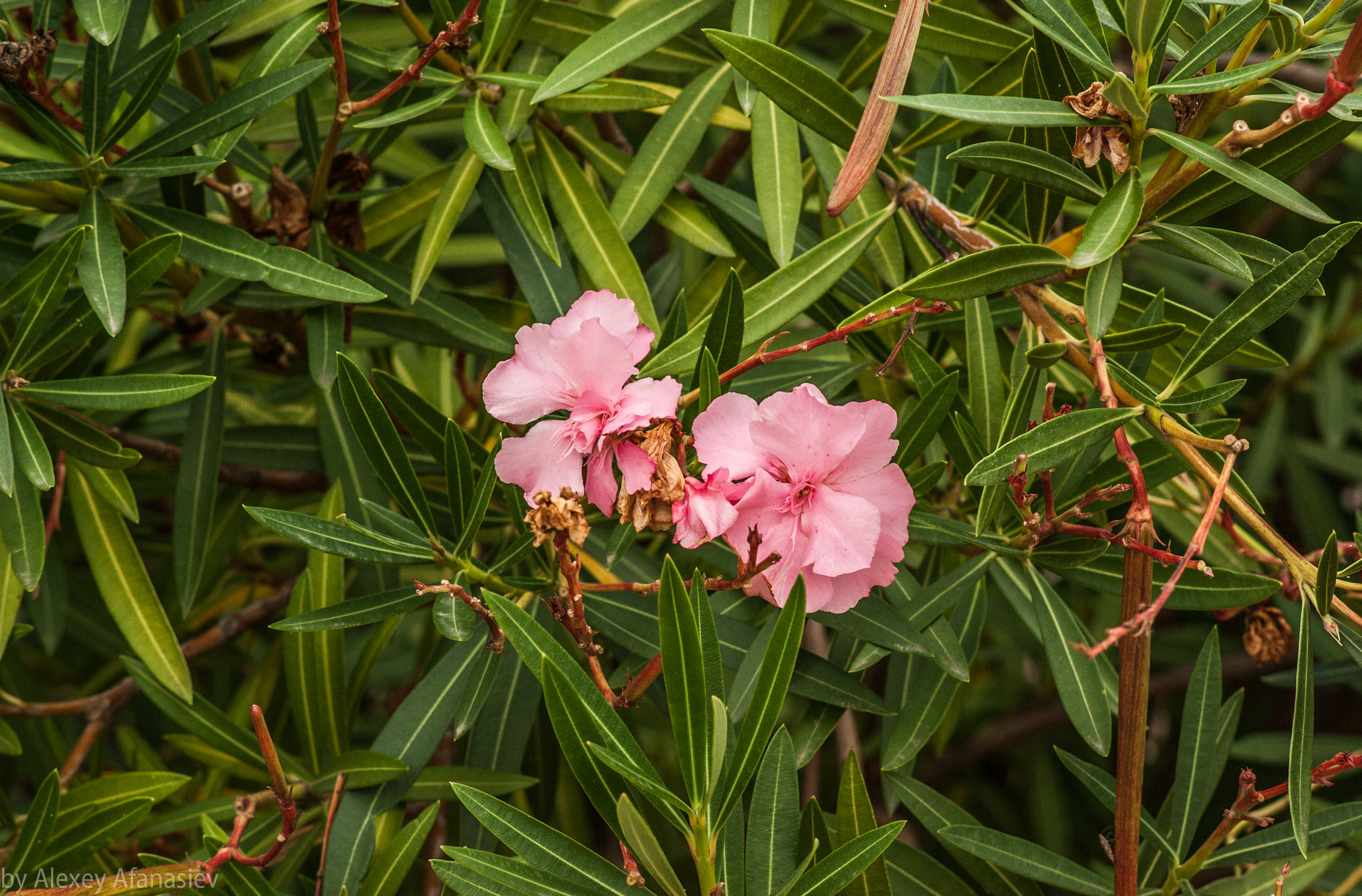 Pentax K10D + Pentax smc DA 70mm F2.4 AL Limited sample photo. Pink flowers photography