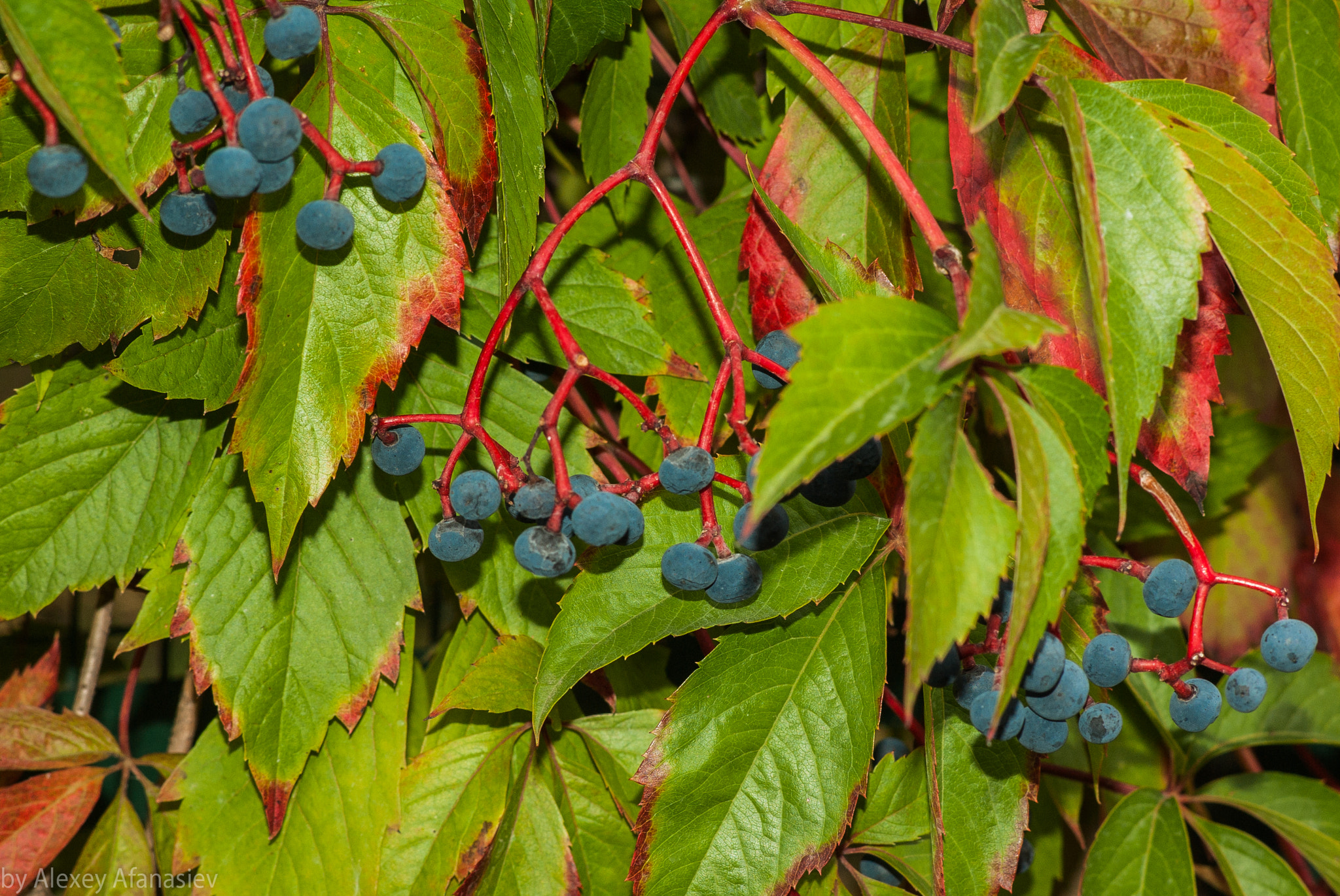 Pentax K10D sample photo. Unknown berries photography