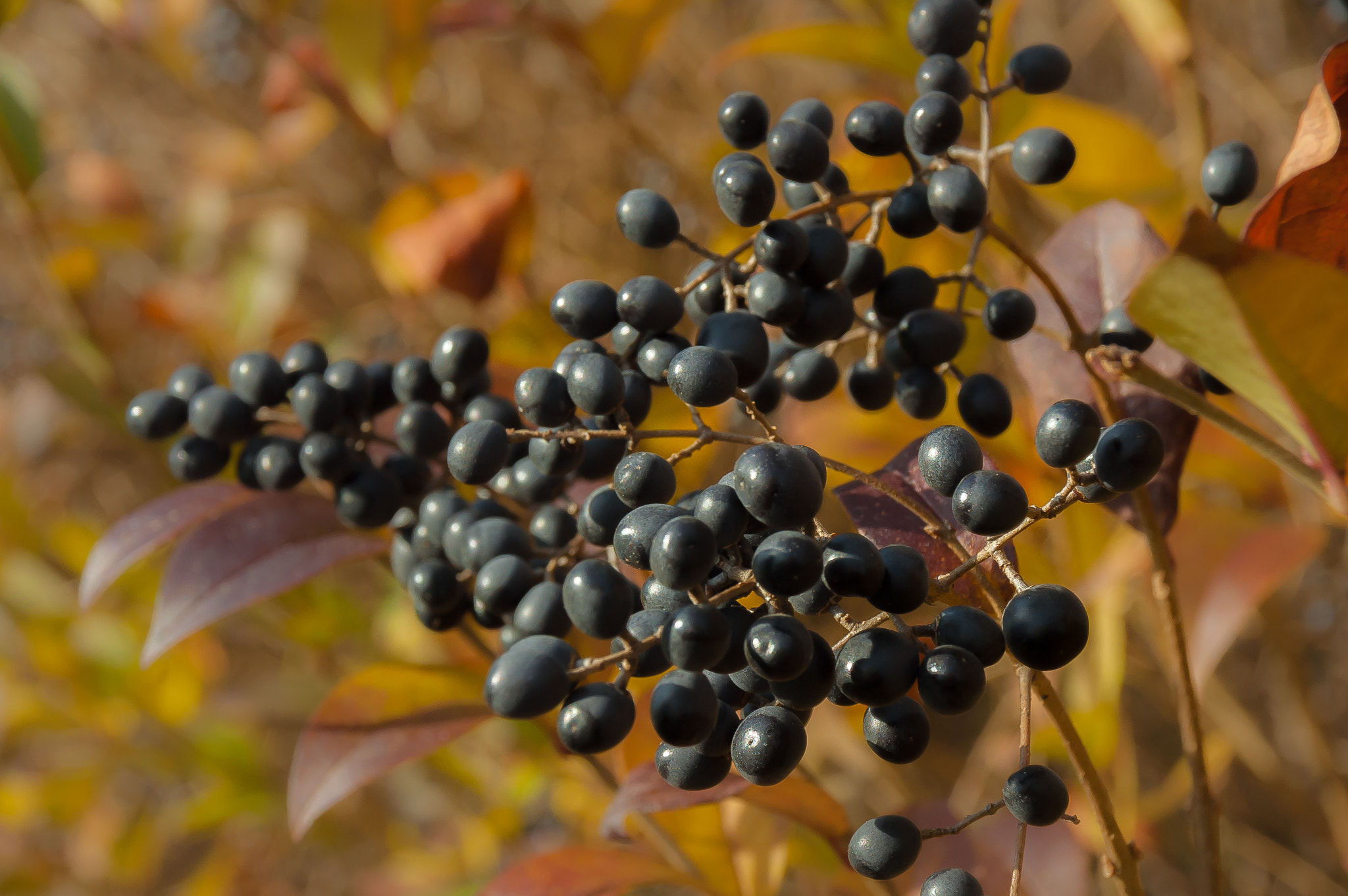 Nikon D70 + Sigma 18-125mm F3.8-5.6 DC HSM sample photo. Berries photography