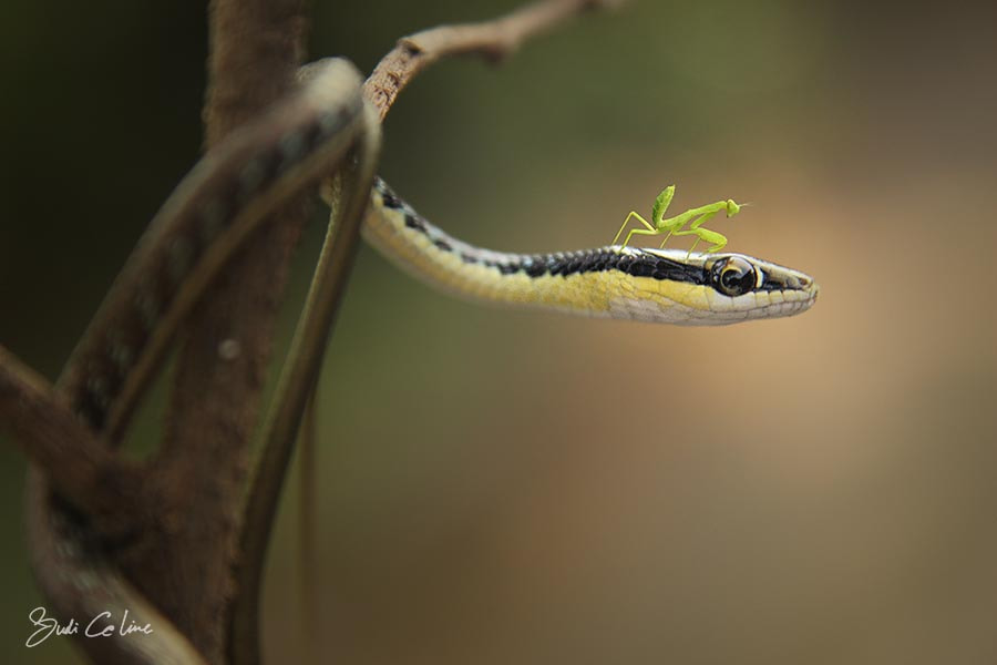 Canon EF-S 18-55mm F3.5-5.6 sample photo. Dangerous friendship photography
