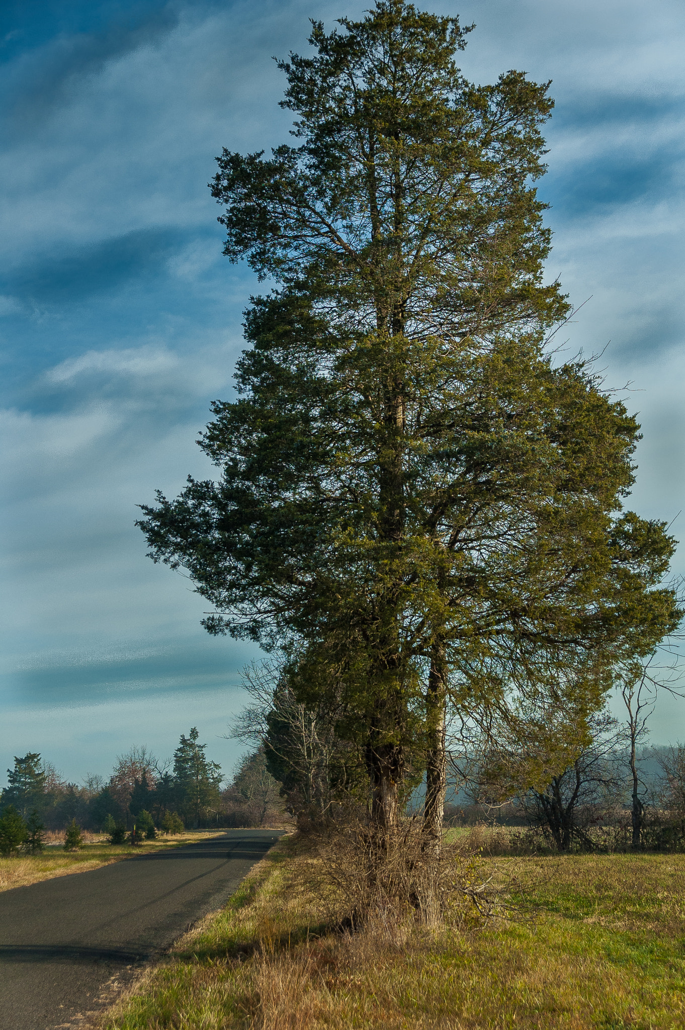 Nikon D70 + Sigma 18-125mm F3.8-5.6 DC HSM sample photo. Cedar on the road photography