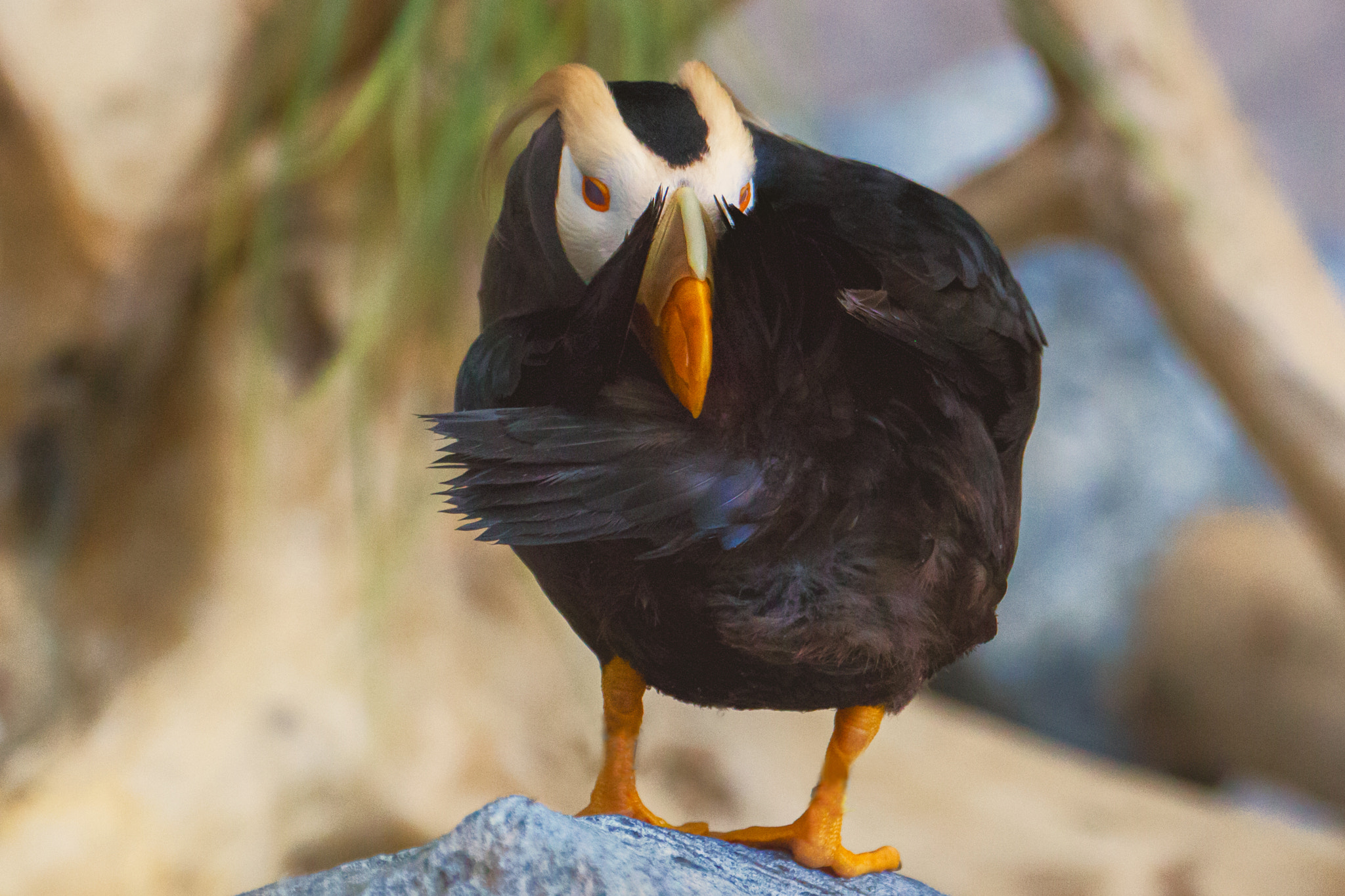 Canon EF 70-300mm F4-5.6L IS USM sample photo. Bashful tufted puffin photography