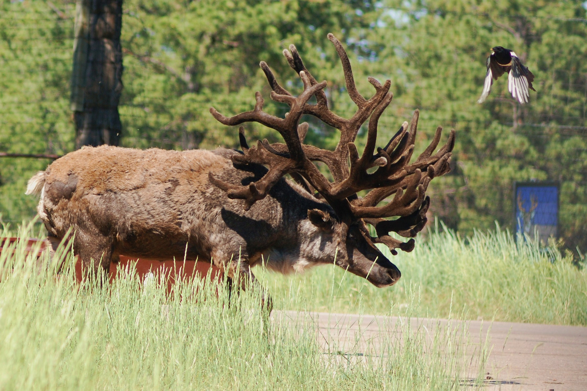 AF Zoom-Nikkor 75-300mm f/4.5-5.6 sample photo. Bird and elk photography