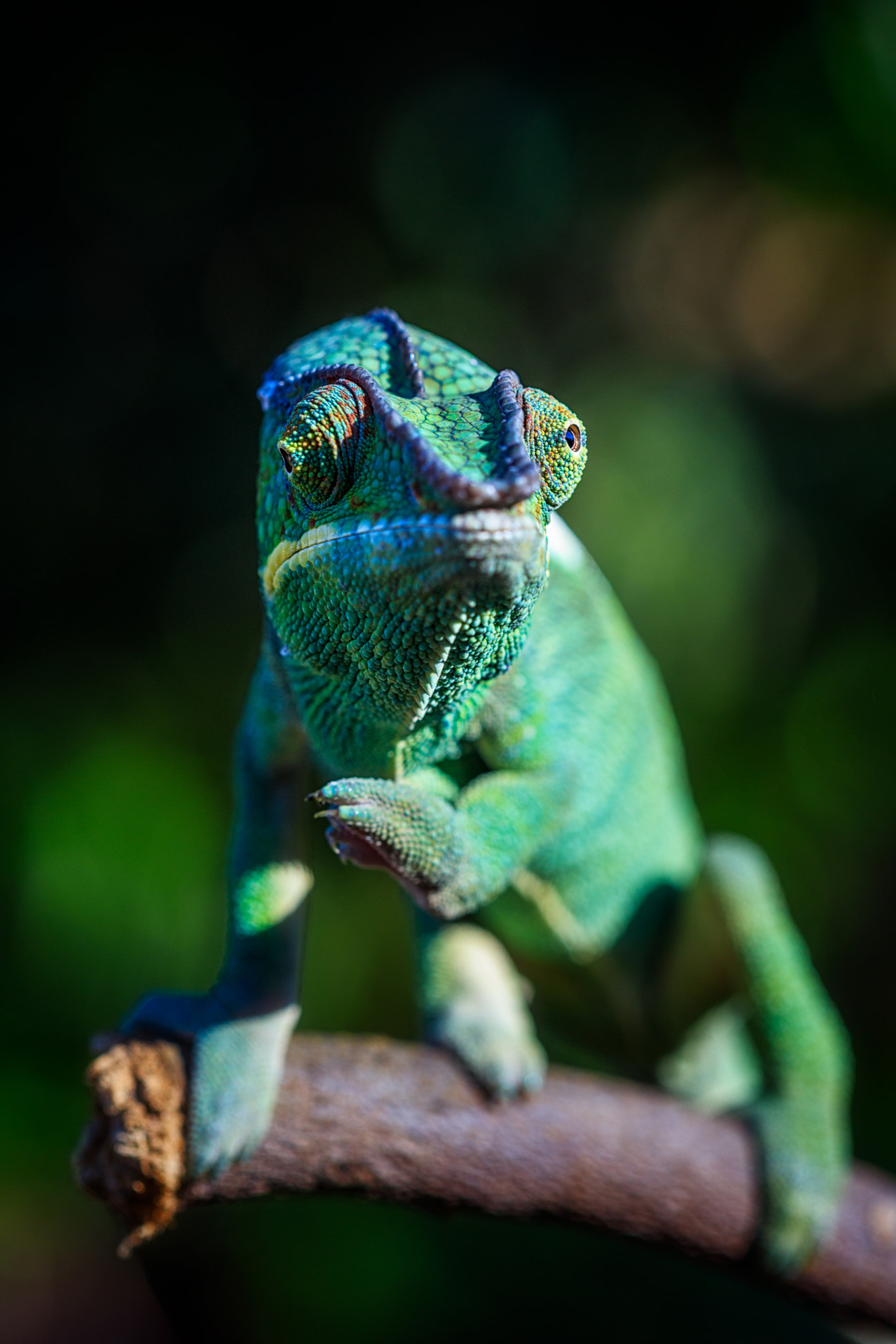 Canon EOS 5DS + Canon EF 100mm F2.8 Macro USM sample photo. Panther chameleon photography