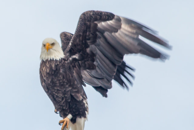Sigma 150-500mm F5-6.3 DG OS HSM sample photo. Wing spand photography