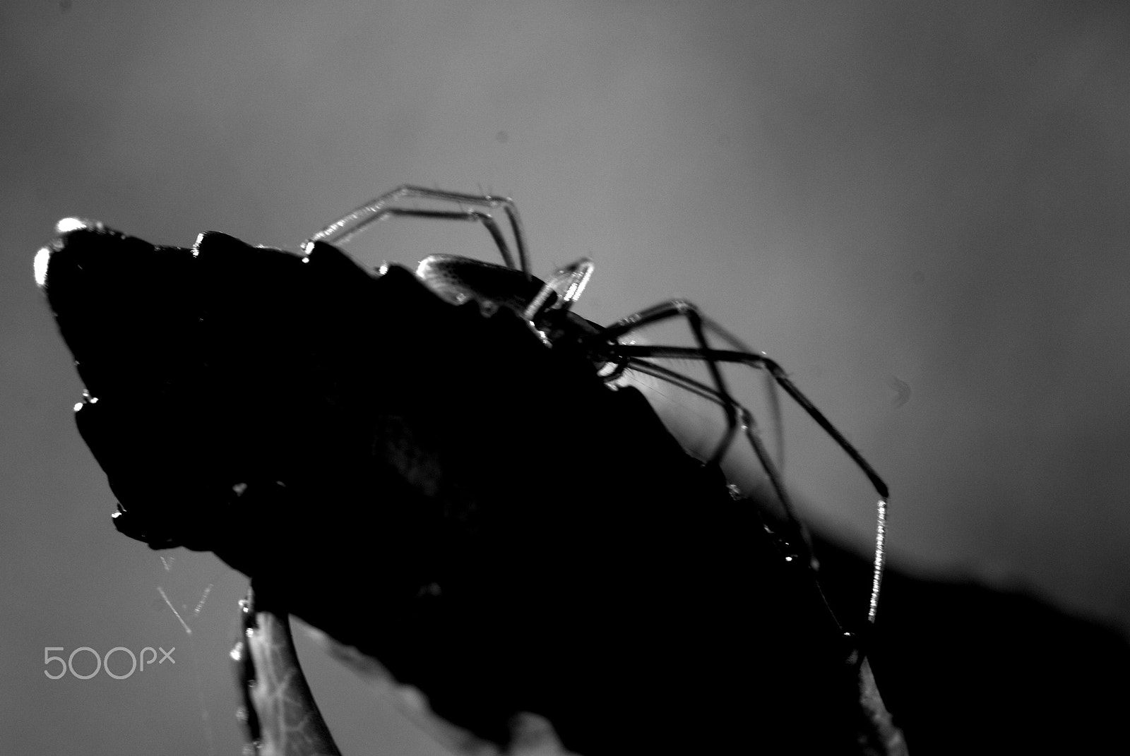 Nikon D40X + Nikon AF Micro-Nikkor 60mm F2.8D sample photo. Spider photography