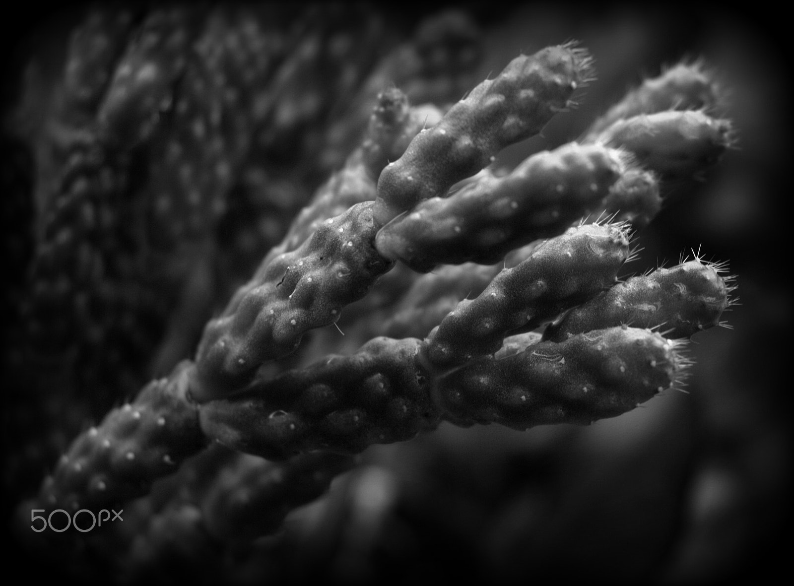 Sigma 28-90mm F3.5-5.6 Macro sample photo. Schlumbergera opuntiodes photography