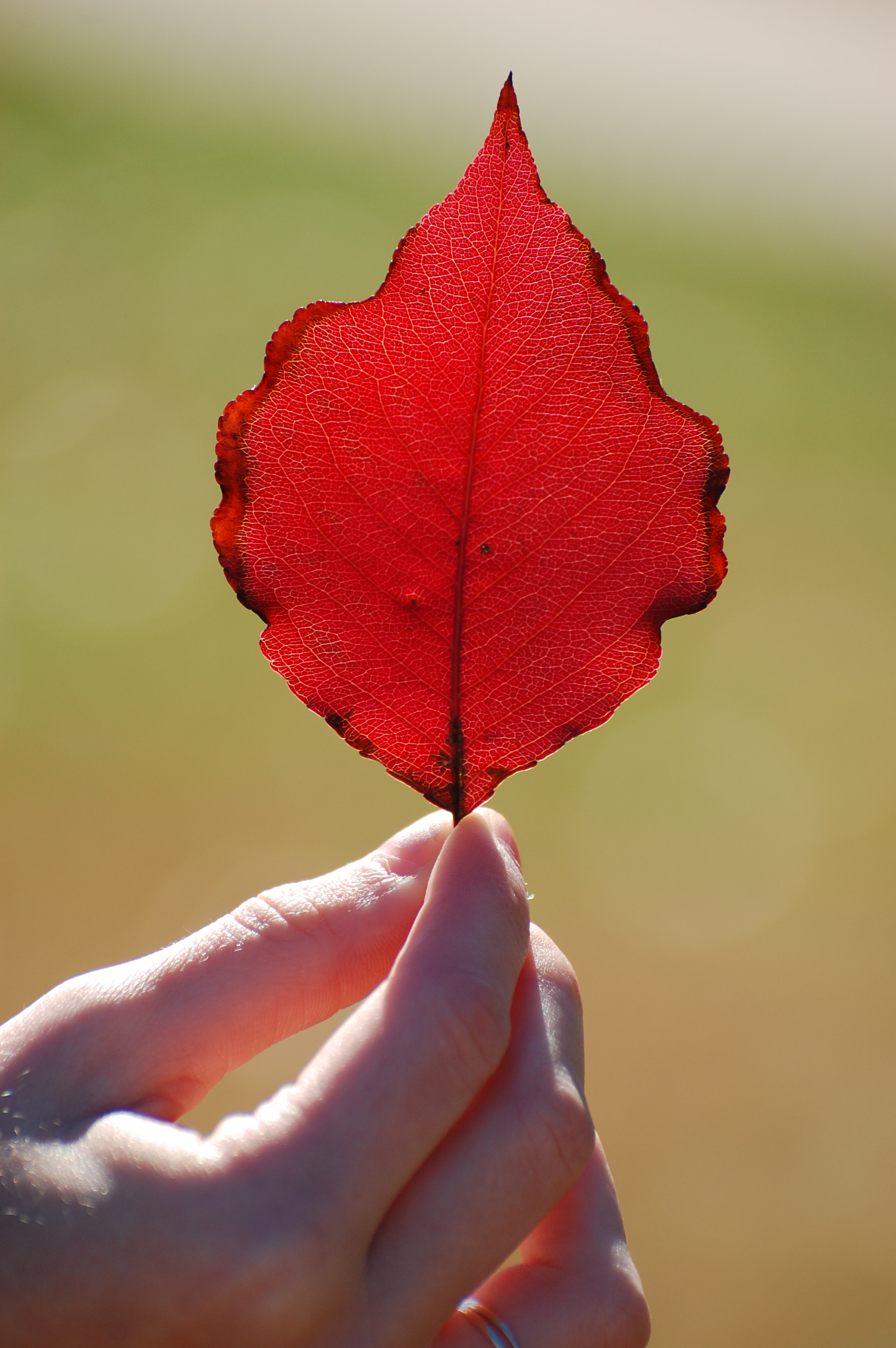 Nikon D40 sample photo. Leaf fun photography