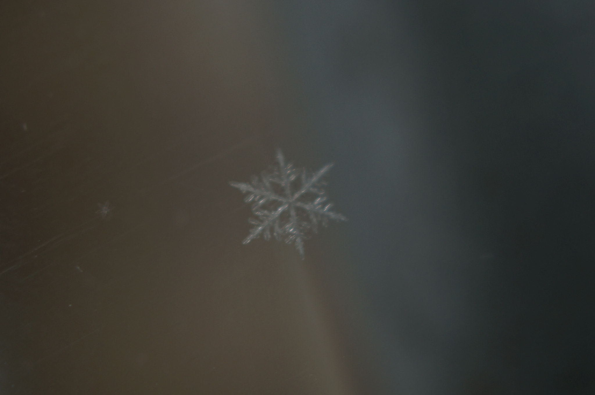 Sony SLT-A37 + Sony DT 30mm F2.8 Macro SAM sample photo. 11/27/15 snowflake 1 photography