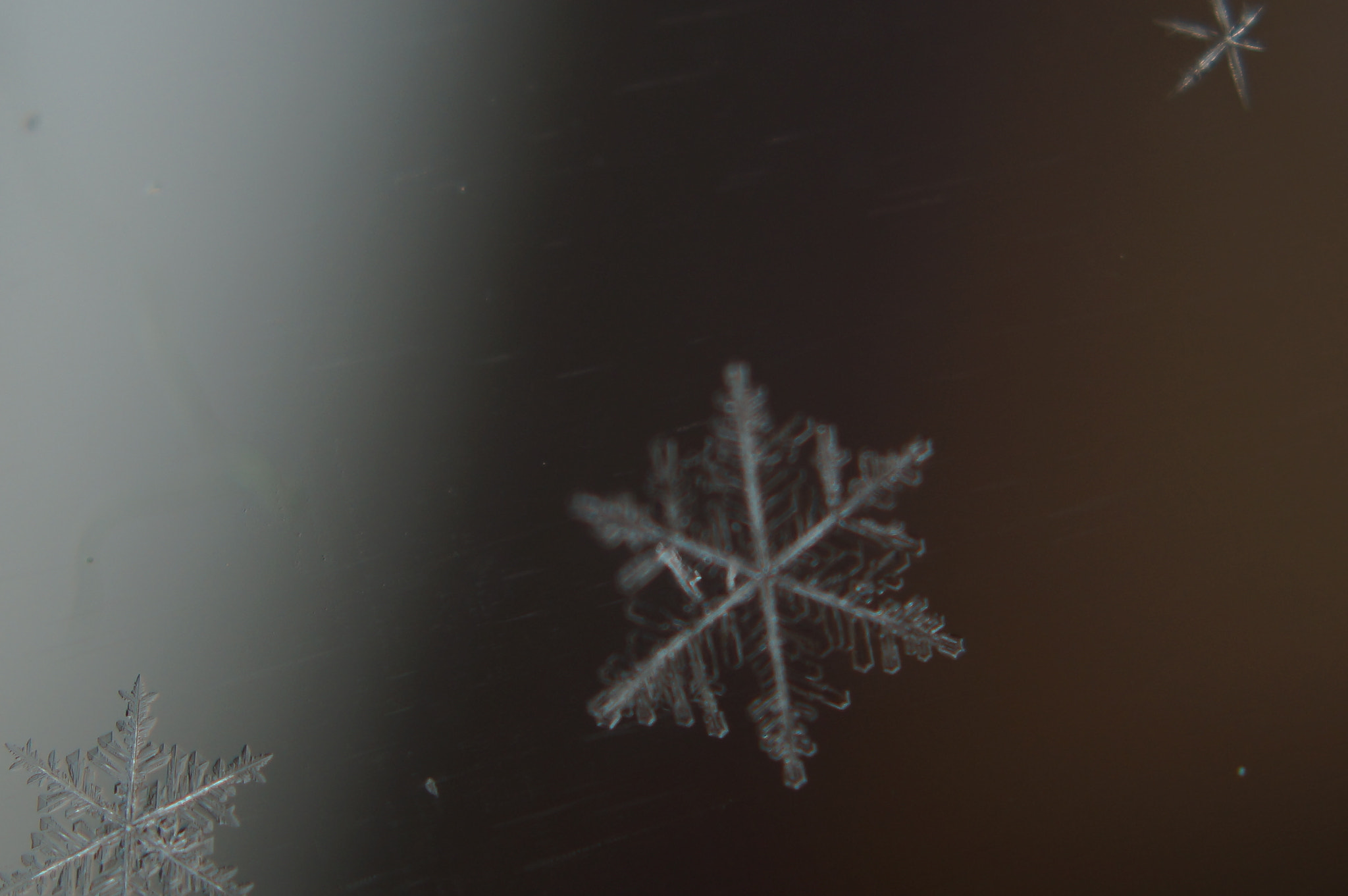 Sony SLT-A37 + Sony DT 30mm F2.8 Macro SAM sample photo. 11/27/15 snowflakes 3 photography