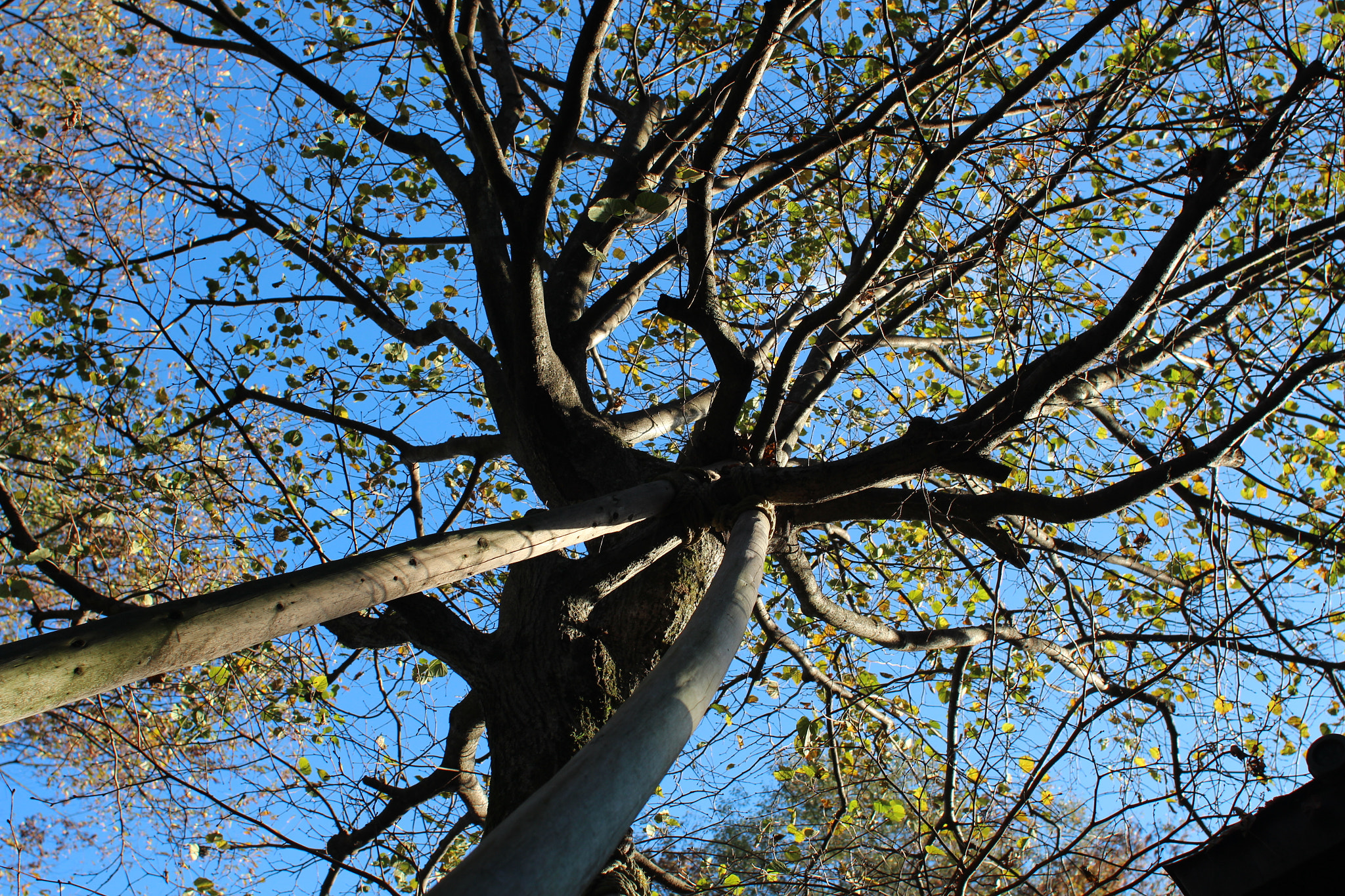 Canon EF 28mm F1.8 USM sample photo. Majesty photography