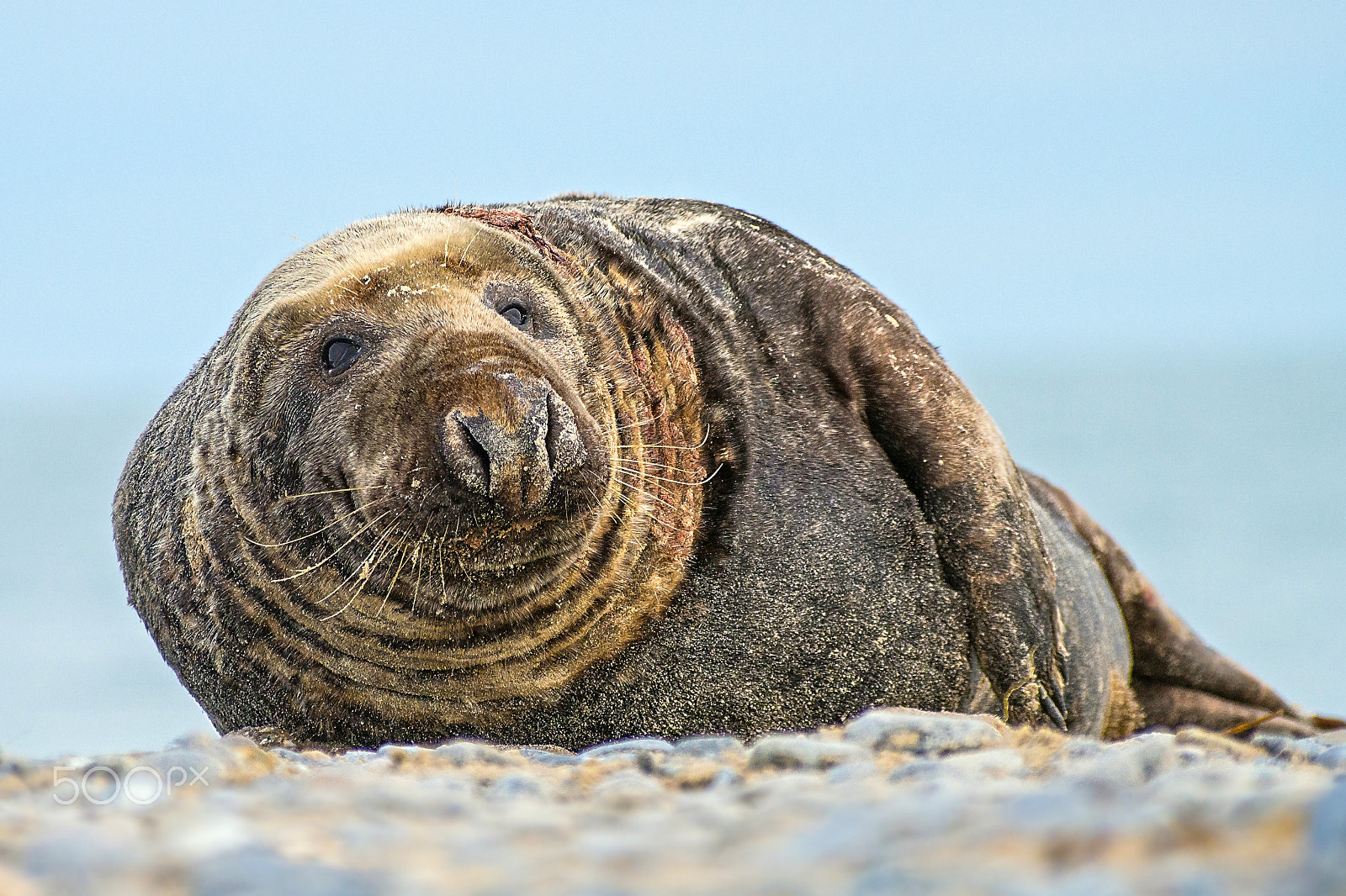 Olympus Zuiko Digital ED 70-300mm F4.0-5.6 sample photo. Grey seal photography