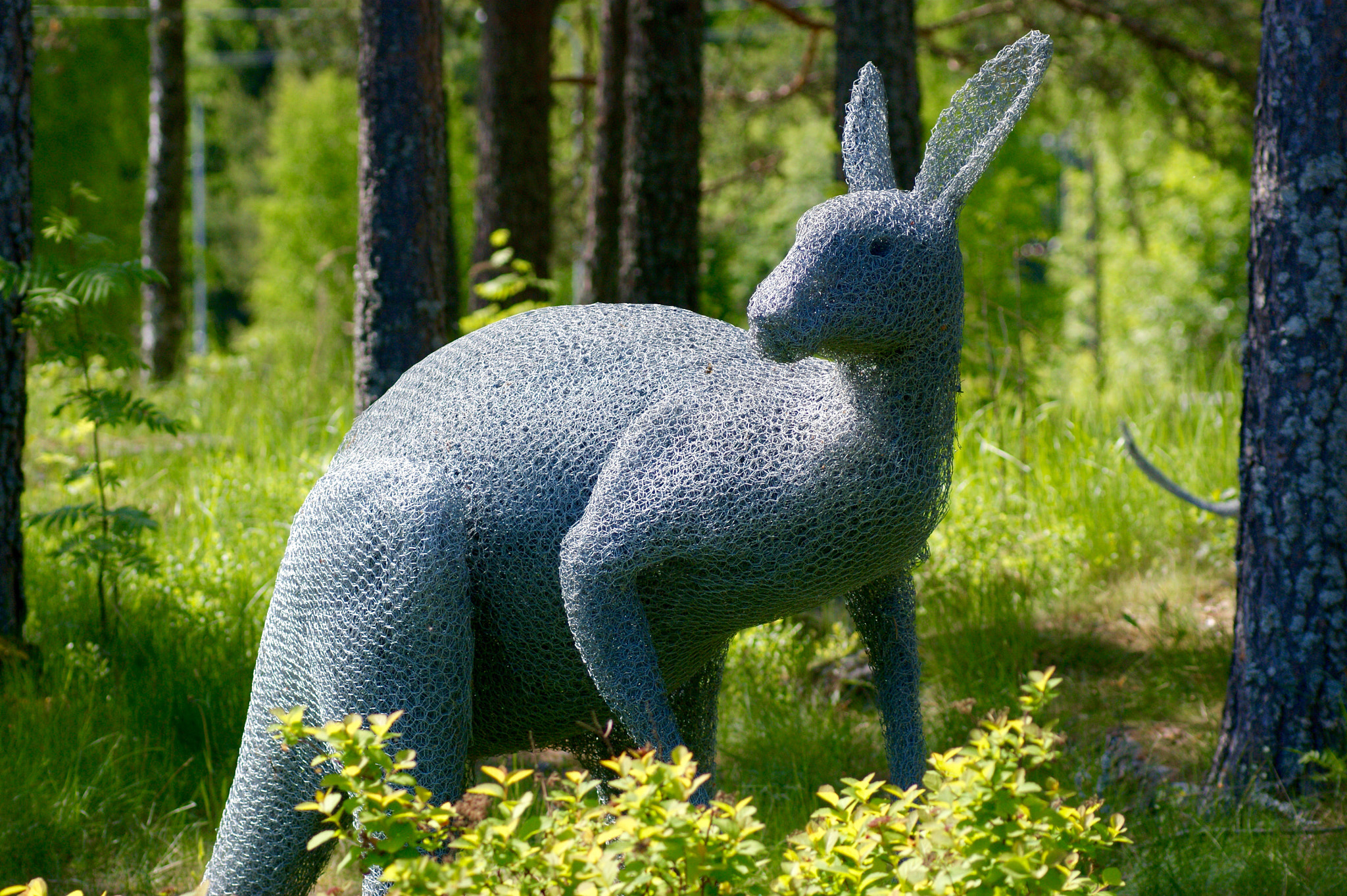 Sony 75-300mm F4.5-5.6 sample photo. Only such kangaroos in finland photography