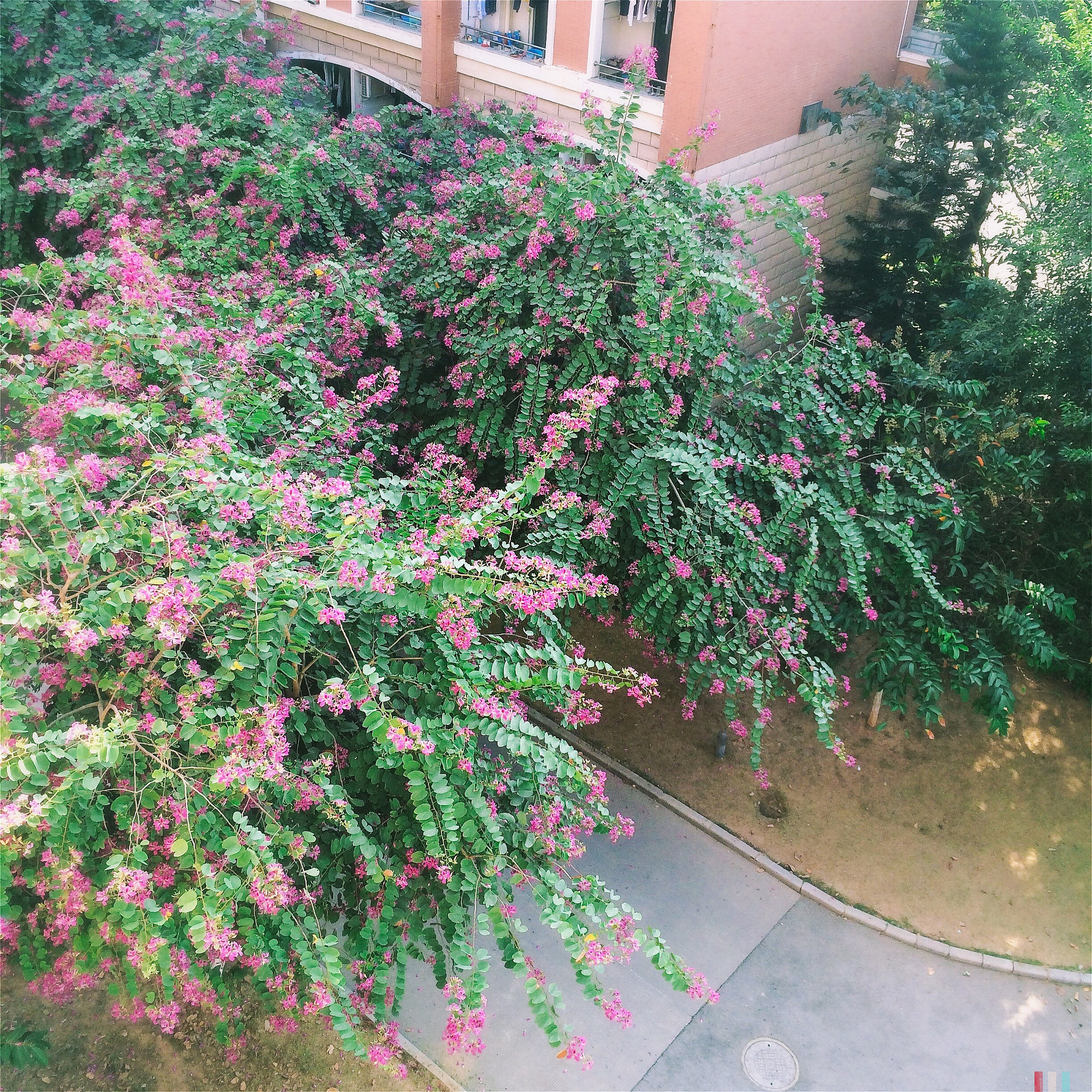 Hipstamatic 303 sample photo. Flowers photography