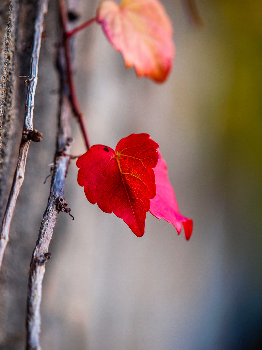 Olympus E-30 sample photo. Hosto gorri photography