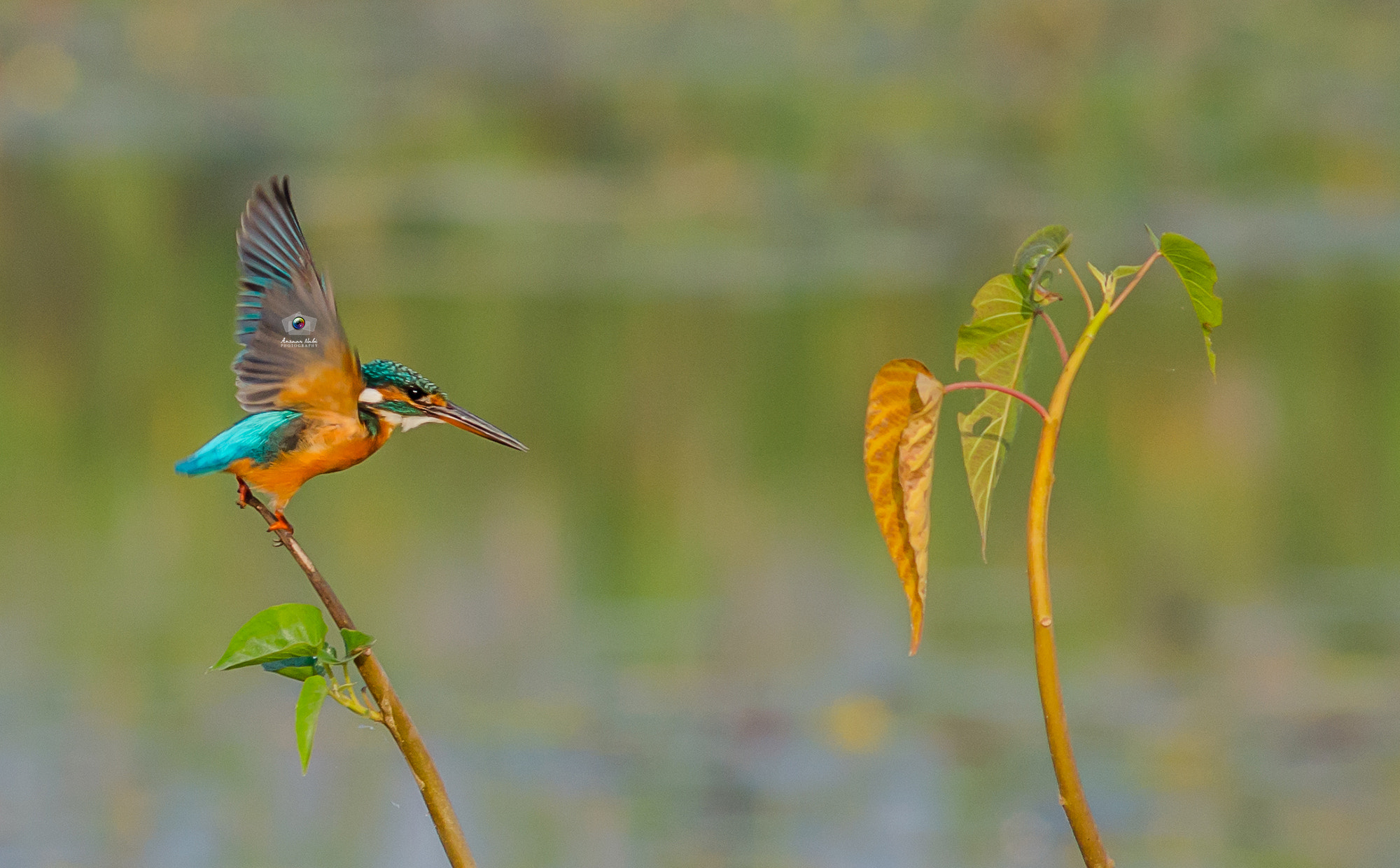 Nikon D7000 + AF Nikkor 300mm f/4 IF-ED sample photo. Common kingfisher... photography