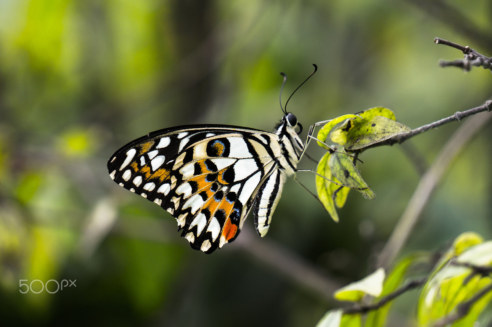 Sony Alpha NEX-5T + Sony E 55-210mm F4.5-6.3 OSS sample photo. Butterfly rest in the leaf photography