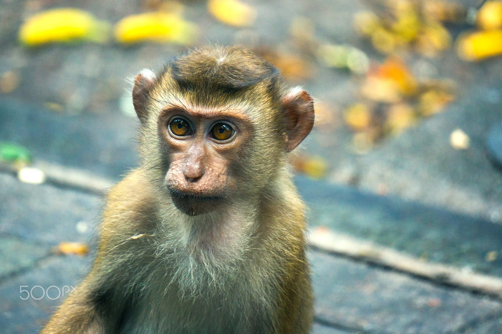 Sony Alpha NEX-5T + Sony E 55-210mm F4.5-6.3 OSS sample photo. Baby monkey looking for something photography