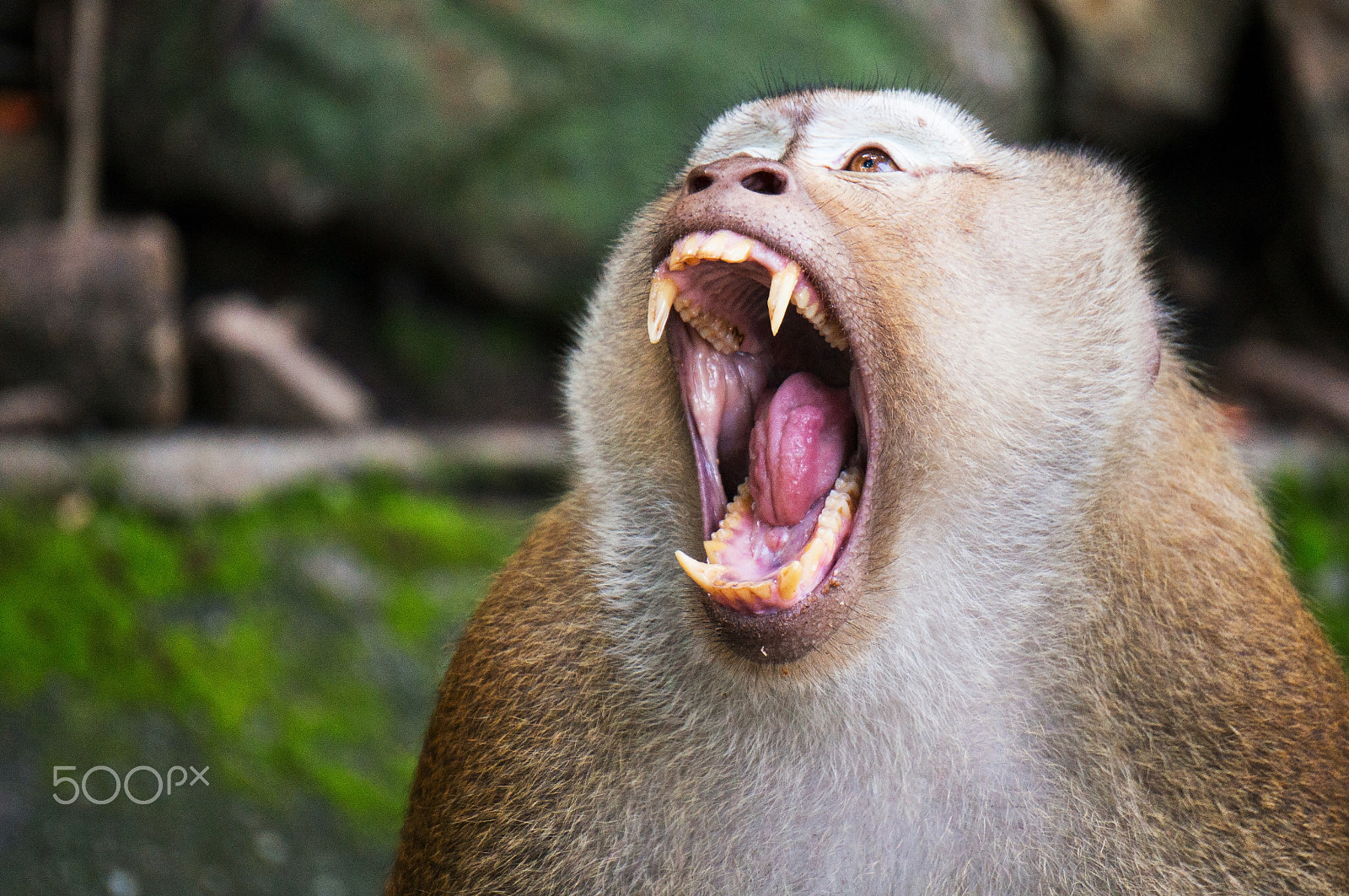 Sony Alpha NEX-5T + Sony E 55-210mm F4.5-6.3 OSS sample photo. Monkey roar for fight photography