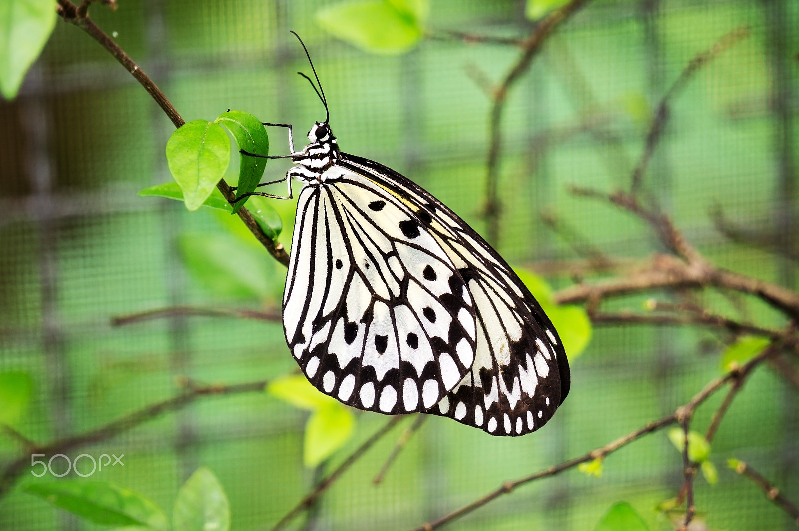 Sony Alpha NEX-5T + Sony E 55-210mm F4.5-6.3 OSS sample photo. Butterfly rest in the leaf photography