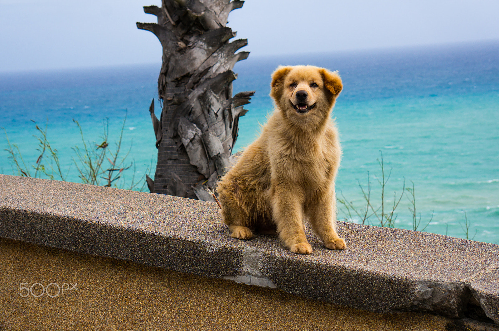 Sony Alpha NEX-5T + Sony E 55-210mm F4.5-6.3 OSS sample photo. Stray dog on beside view point photography