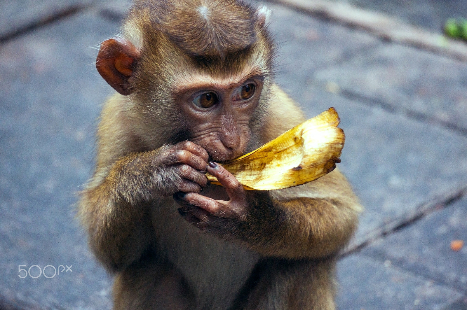 Sony Alpha NEX-5T + Sony E 55-210mm F4.5-6.3 OSS sample photo. Baby monkey eating banana photography