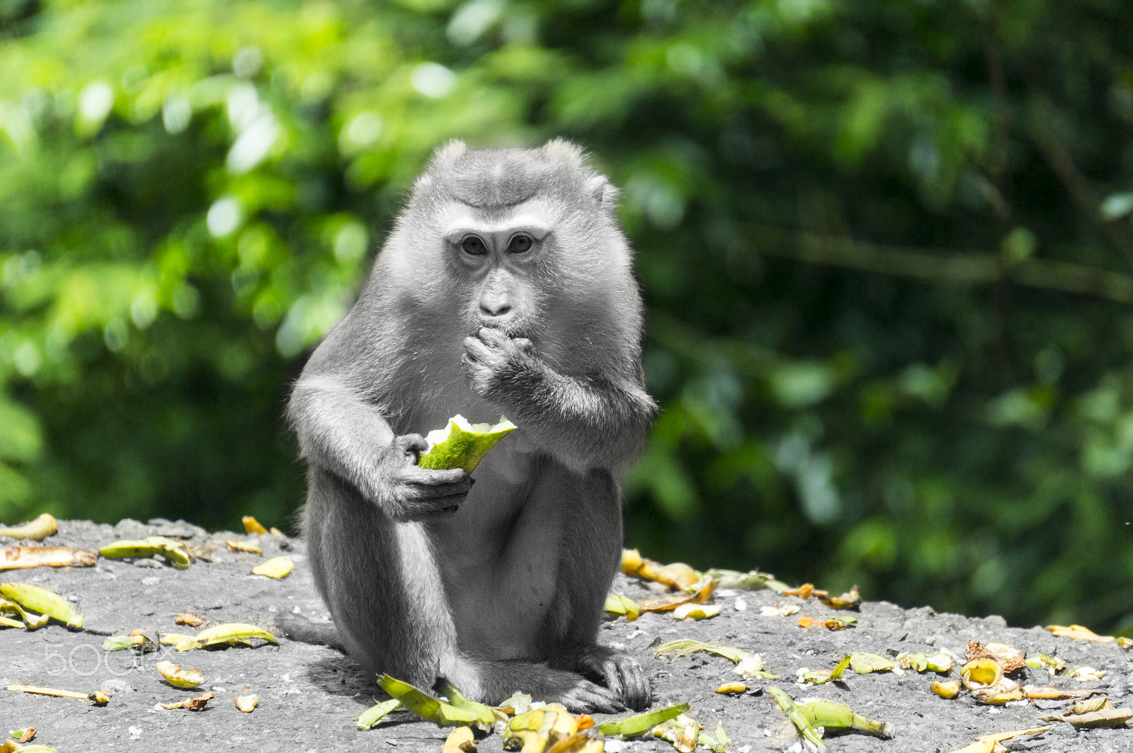 Sony Alpha NEX-5T + Sony E 55-210mm F4.5-6.3 OSS sample photo. Baby monkey eating photography