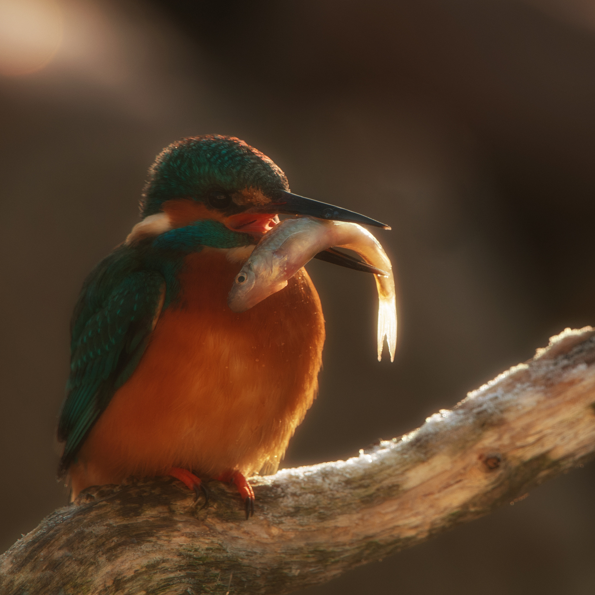 Nikon AF-S Nikkor 200-400mm F4G ED-IF VR sample photo. Just a fish photography