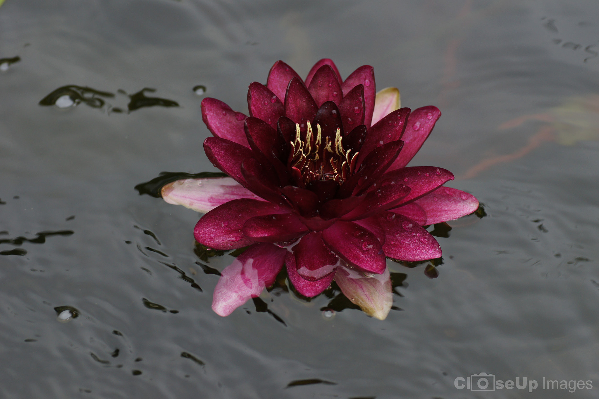 Sony Alpha DSLR-A550 + Tamron SP AF 90mm F2.8 Di Macro sample photo. Maroon water lily photography
