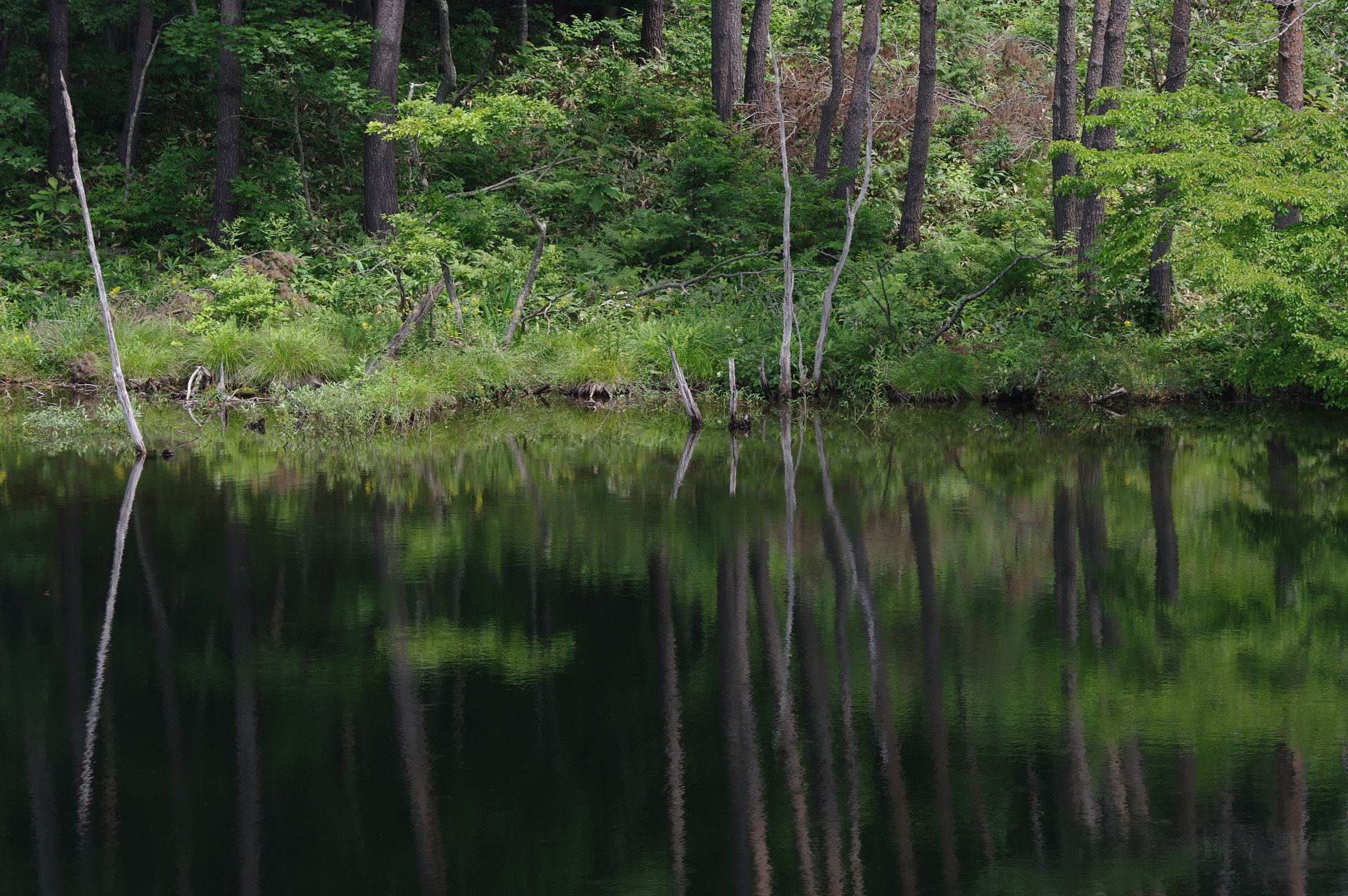 Pentax K20D sample photo. Swamp photography