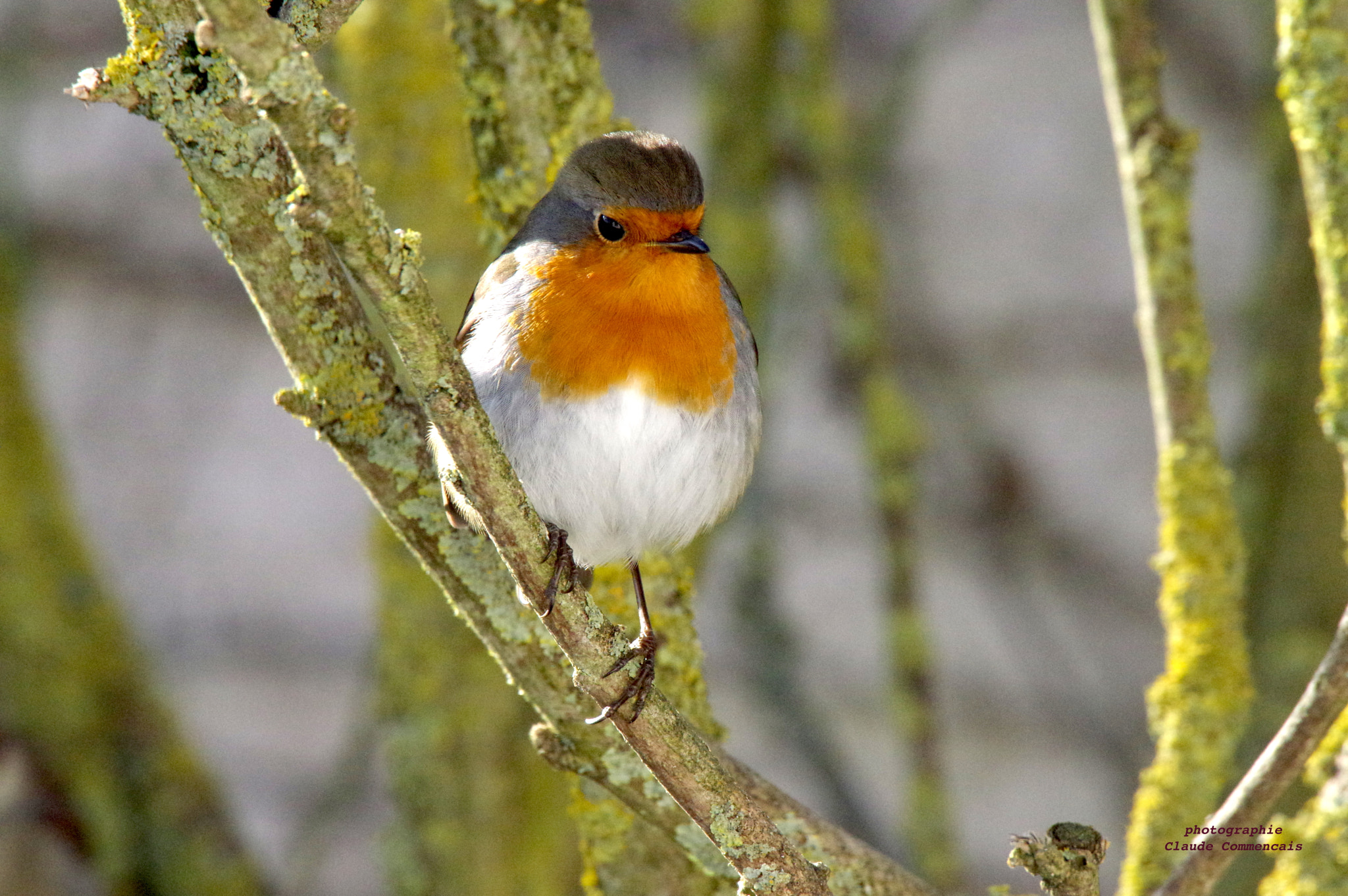 Pentax K-3 sample photo. Rouge gorge photography