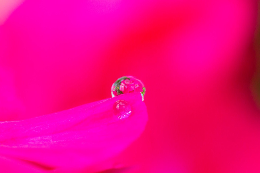 Canon EOS M + Tamron SP AF 90mm F2.8 Di Macro sample photo. Shocking pink photography