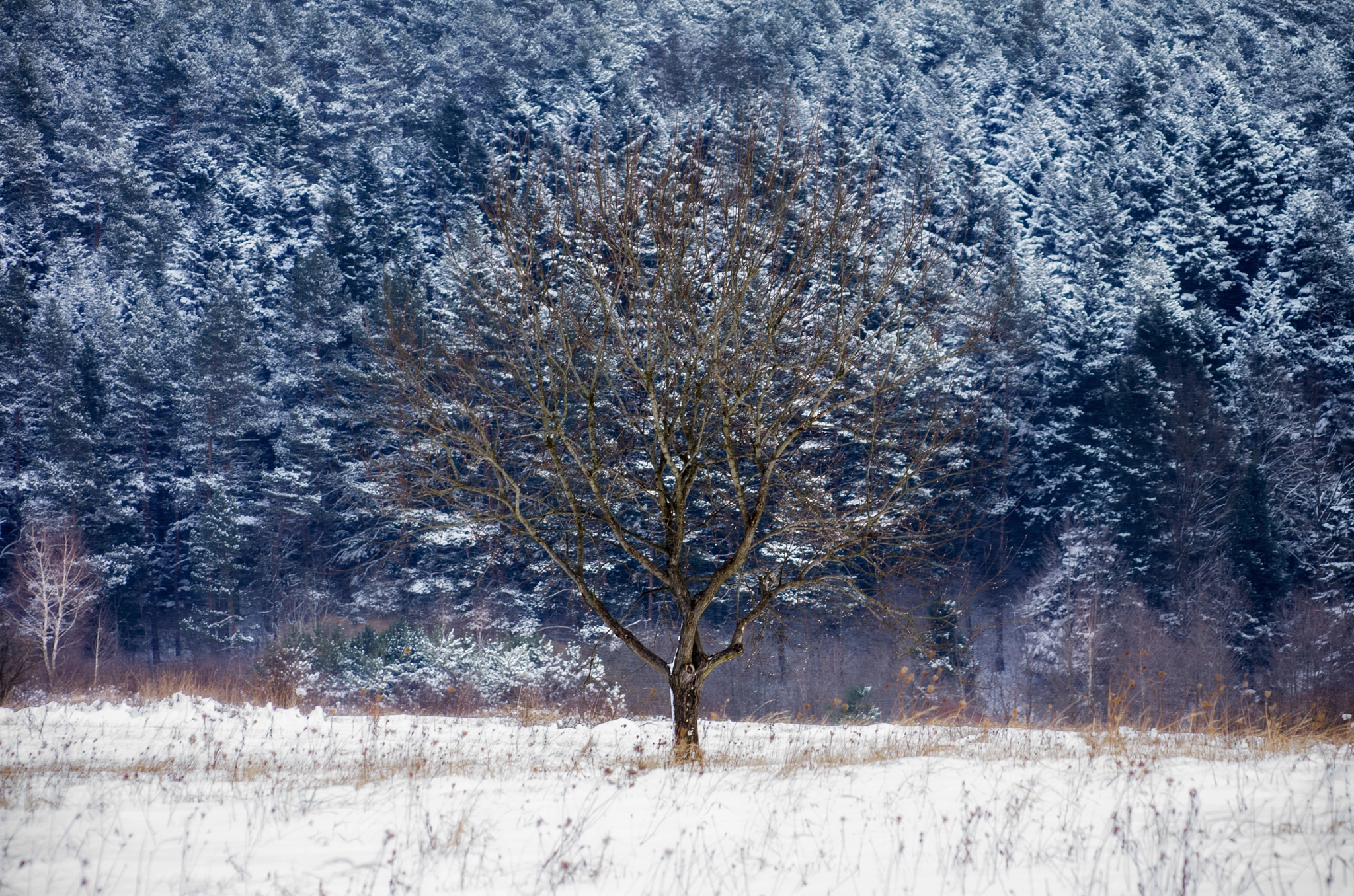 Pentax K-5 + smc PENTAX-F 70-210mm F4-5.6 sample photo. Lonely tree photography