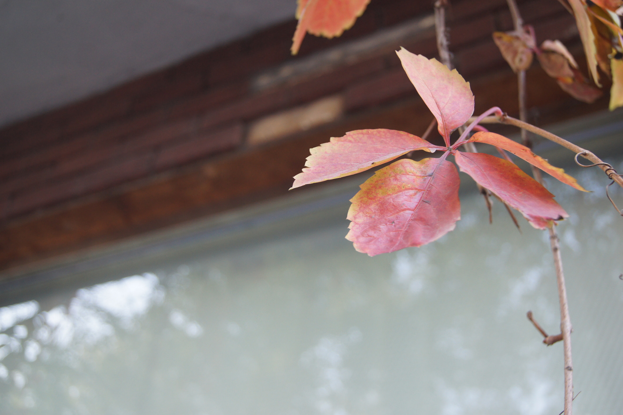 Sony DT 18-55mm F3.5-5.6 SAM sample photo. 一叶知秋 photography