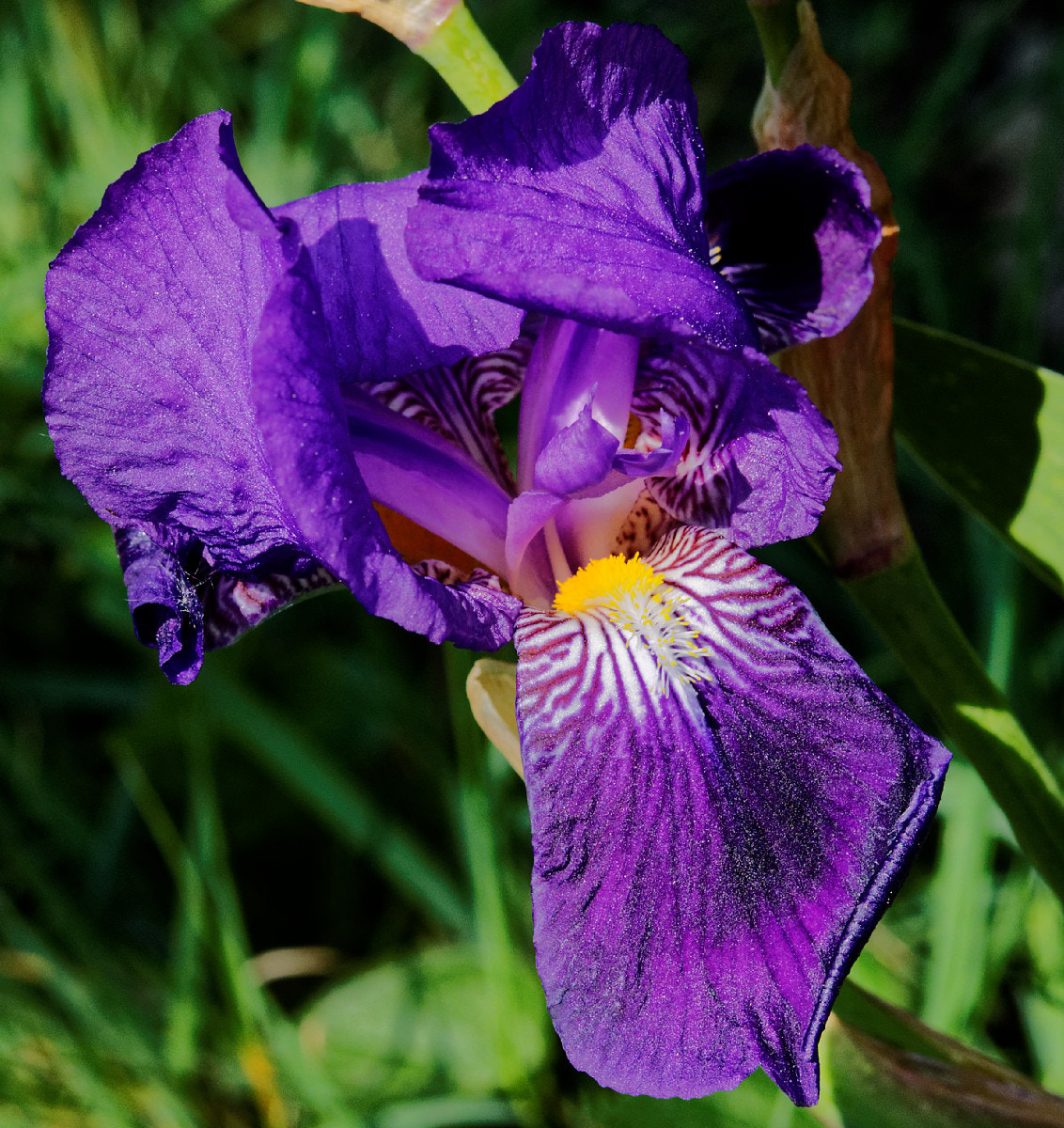 Nikon AF-S Micro-Nikkor 60mm F2.8G ED sample photo. T photography