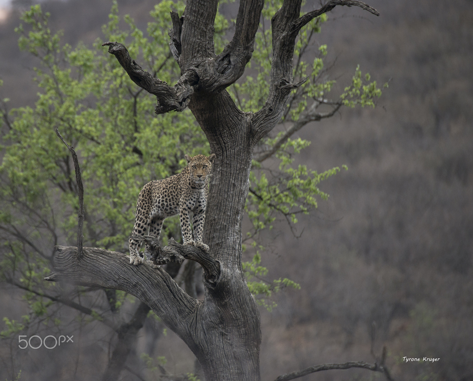 Sigma APO 170-500mm F5-6.3 Aspherical RF sample photo. Trapped.. photography