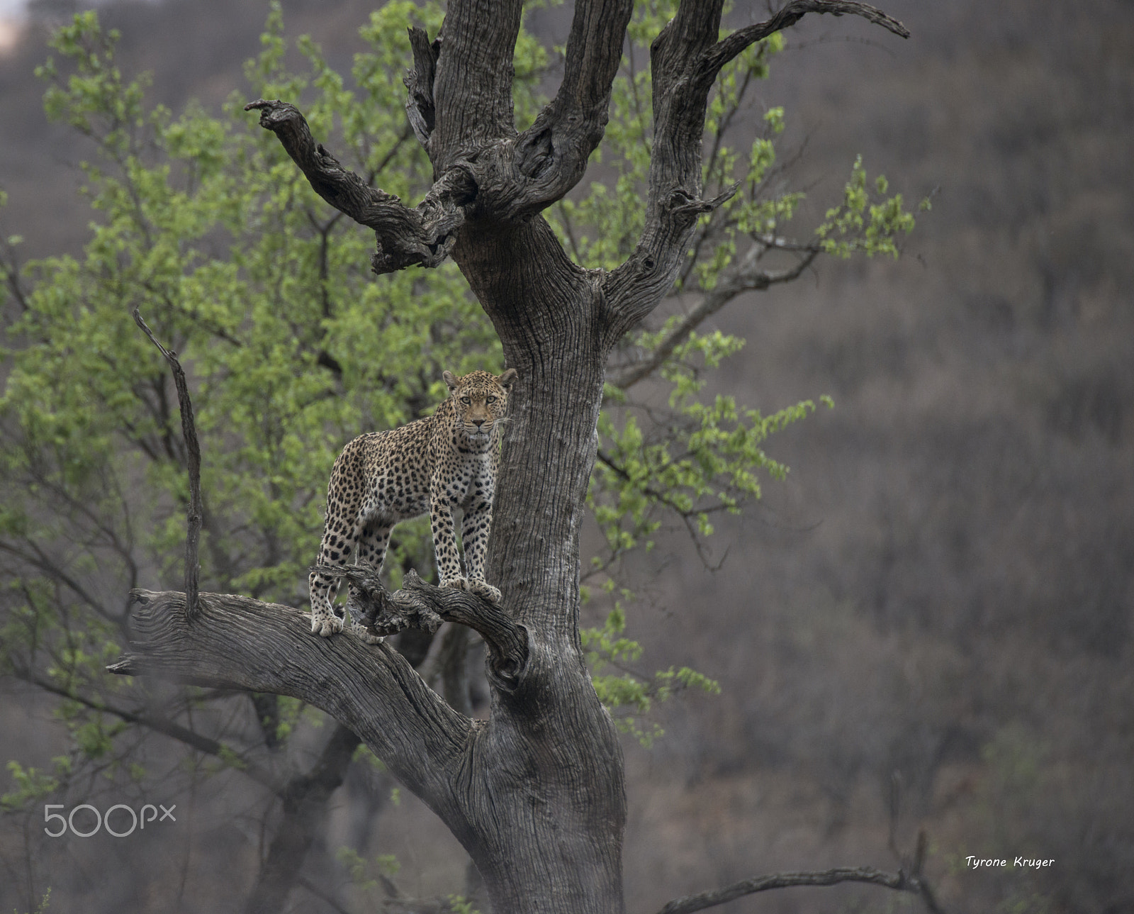 Nikon D800 + Sigma APO 170-500mm F5-6.3 Aspherical RF sample photo. Trapped.. photography