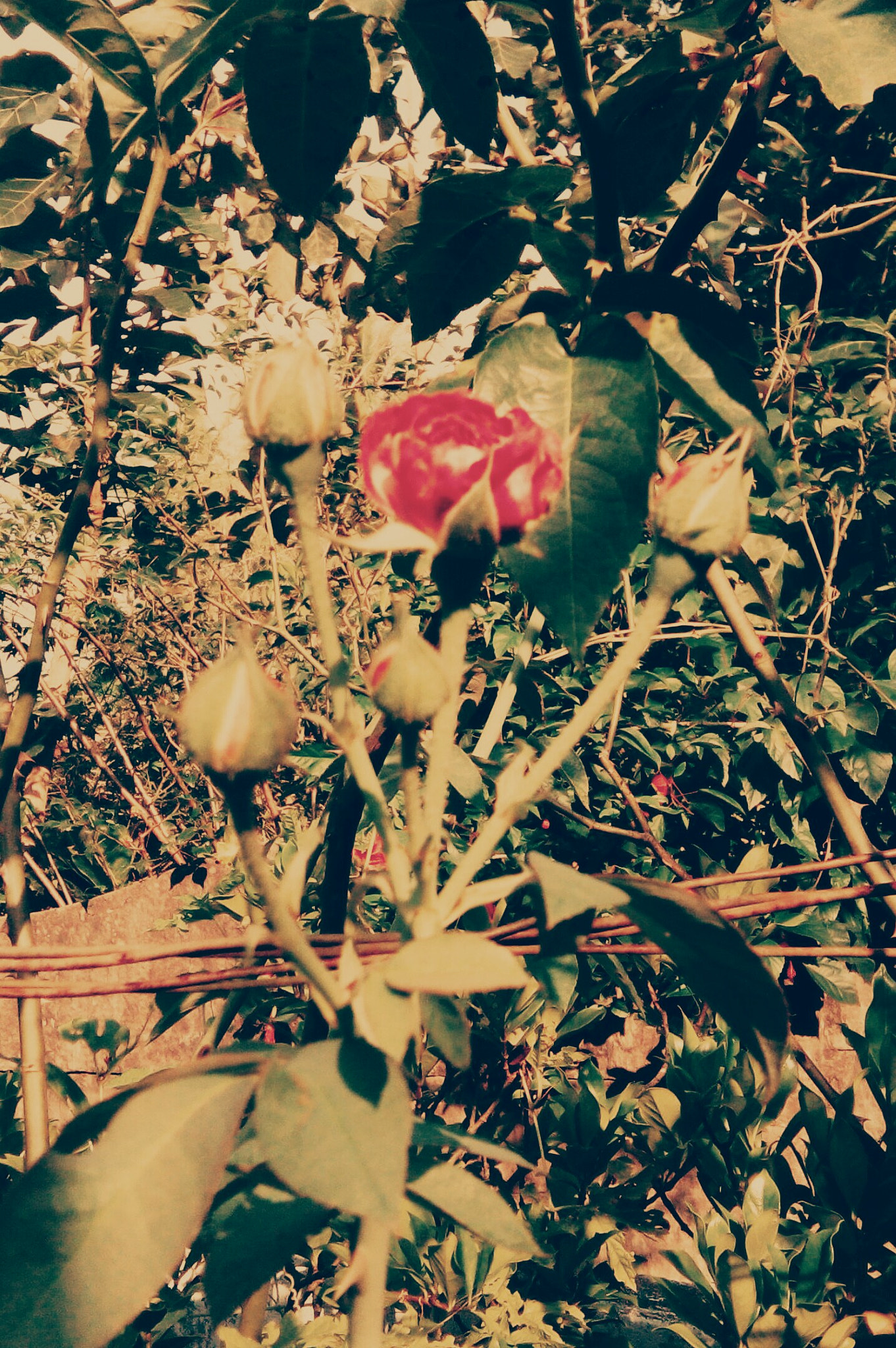 HTC DESIRE 620G DUAL SIM sample photo. Flower photography