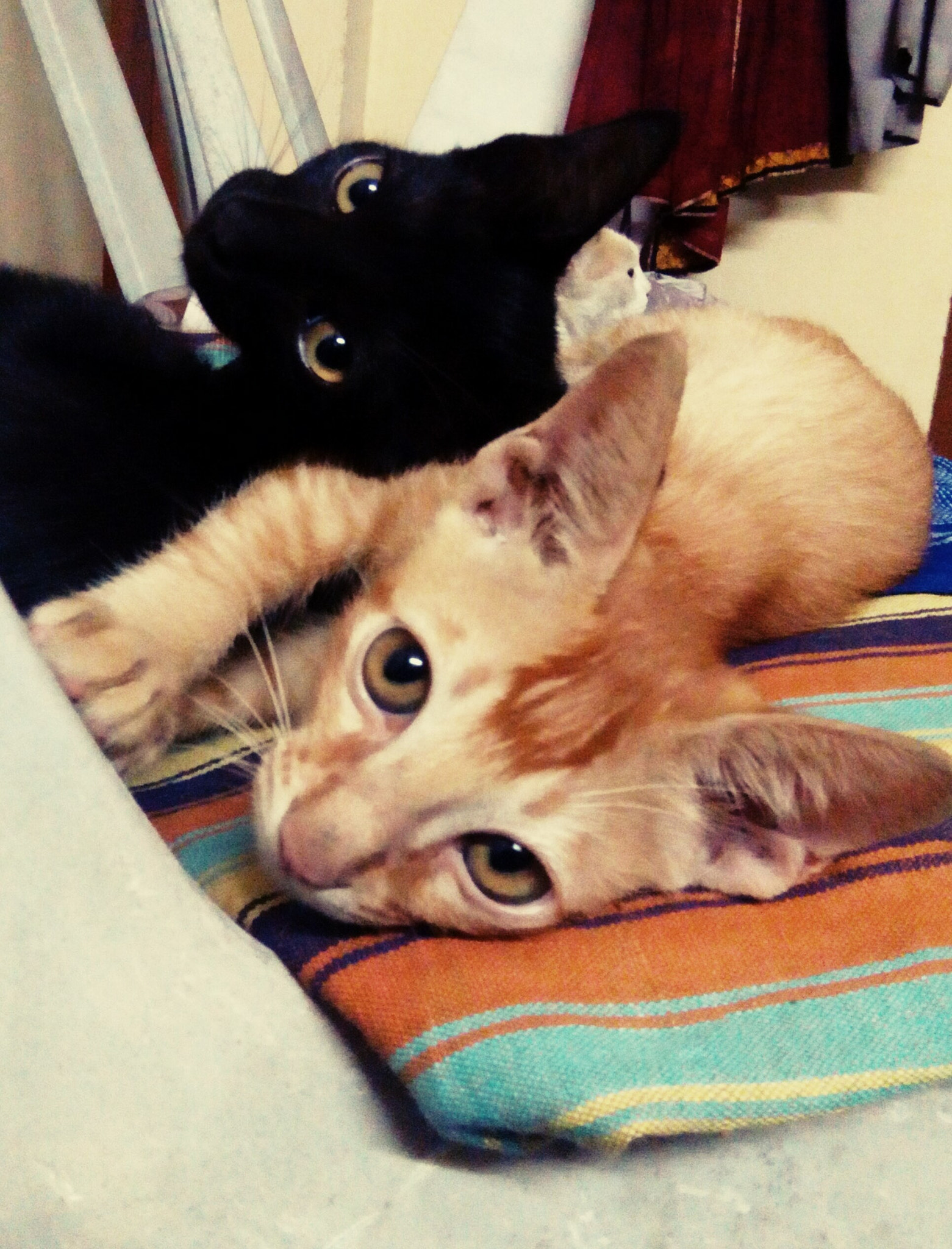 HTC DESIRE 620G DUAL SIM sample photo. Cats photography
