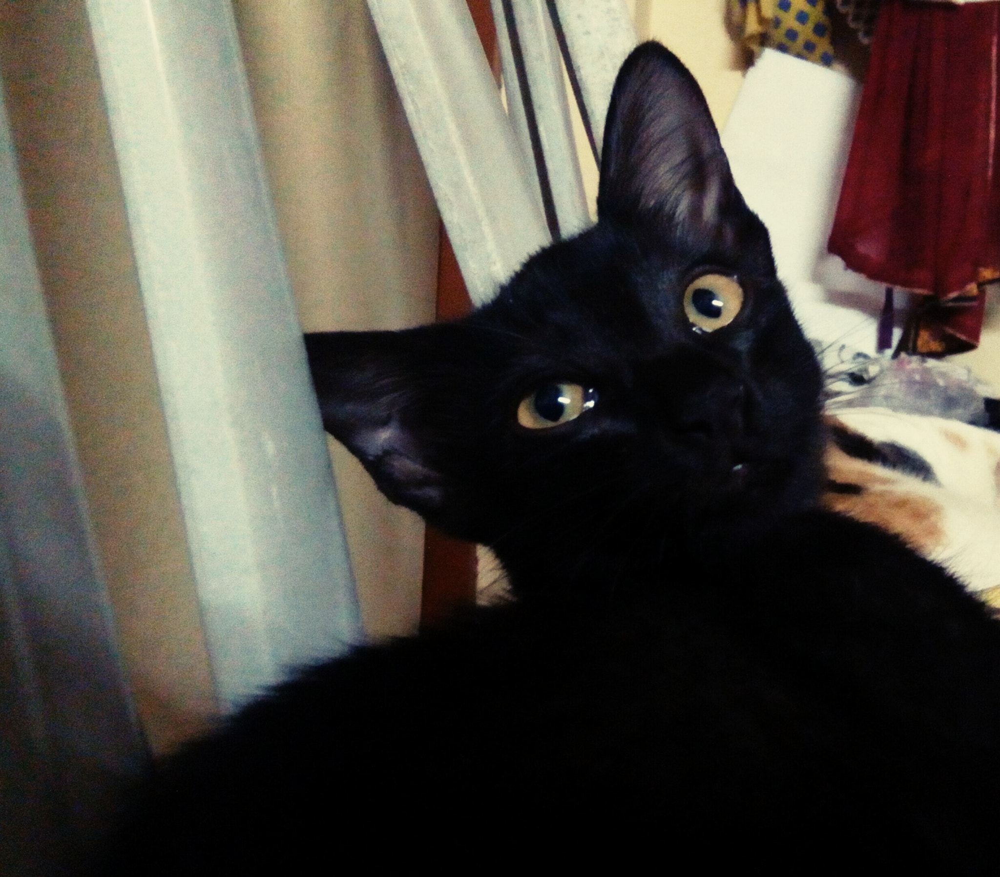 HTC DESIRE 620G DUAL SIM sample photo. Cats photography