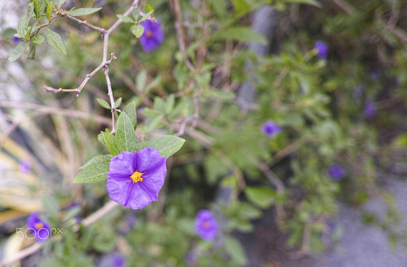 Pentax smc DA* 300mm F4.0 ED (IF) SDM sample photo. Plant photography