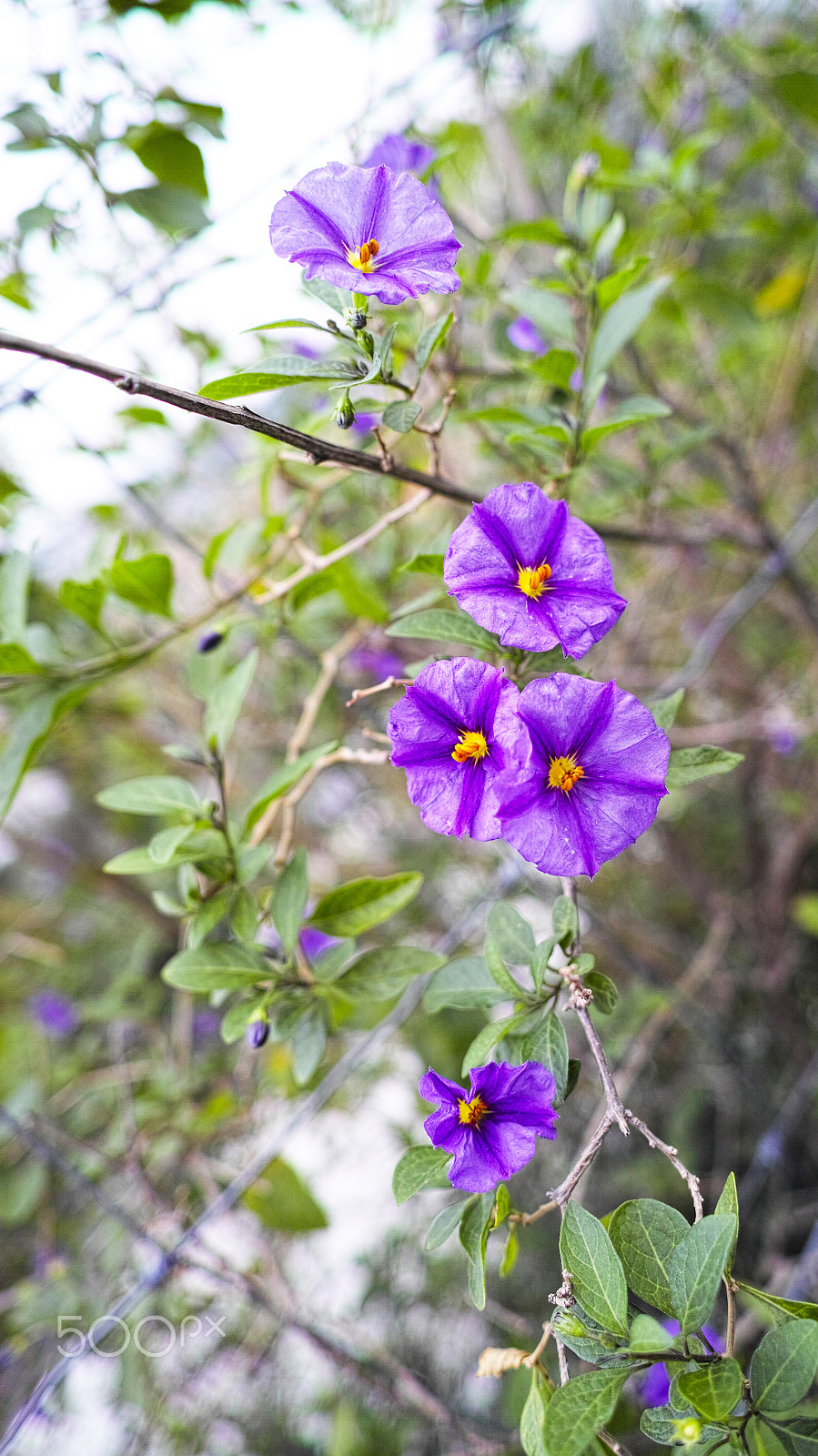 Pentax smc DA* 300mm F4.0 ED (IF) SDM sample photo. Plant photography