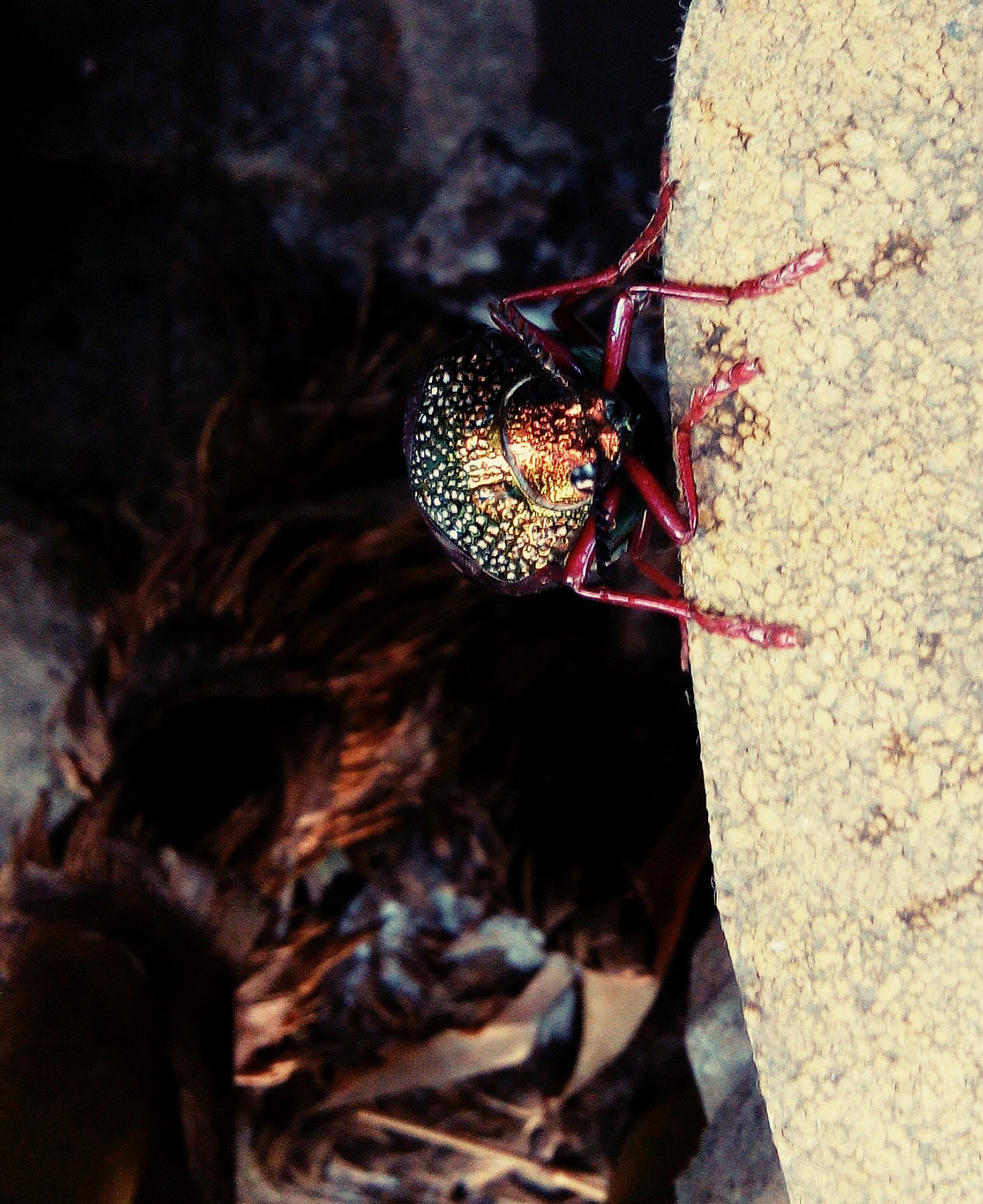 HTC DESIRE 620G DUAL SIM sample photo. Colorful beetle photography