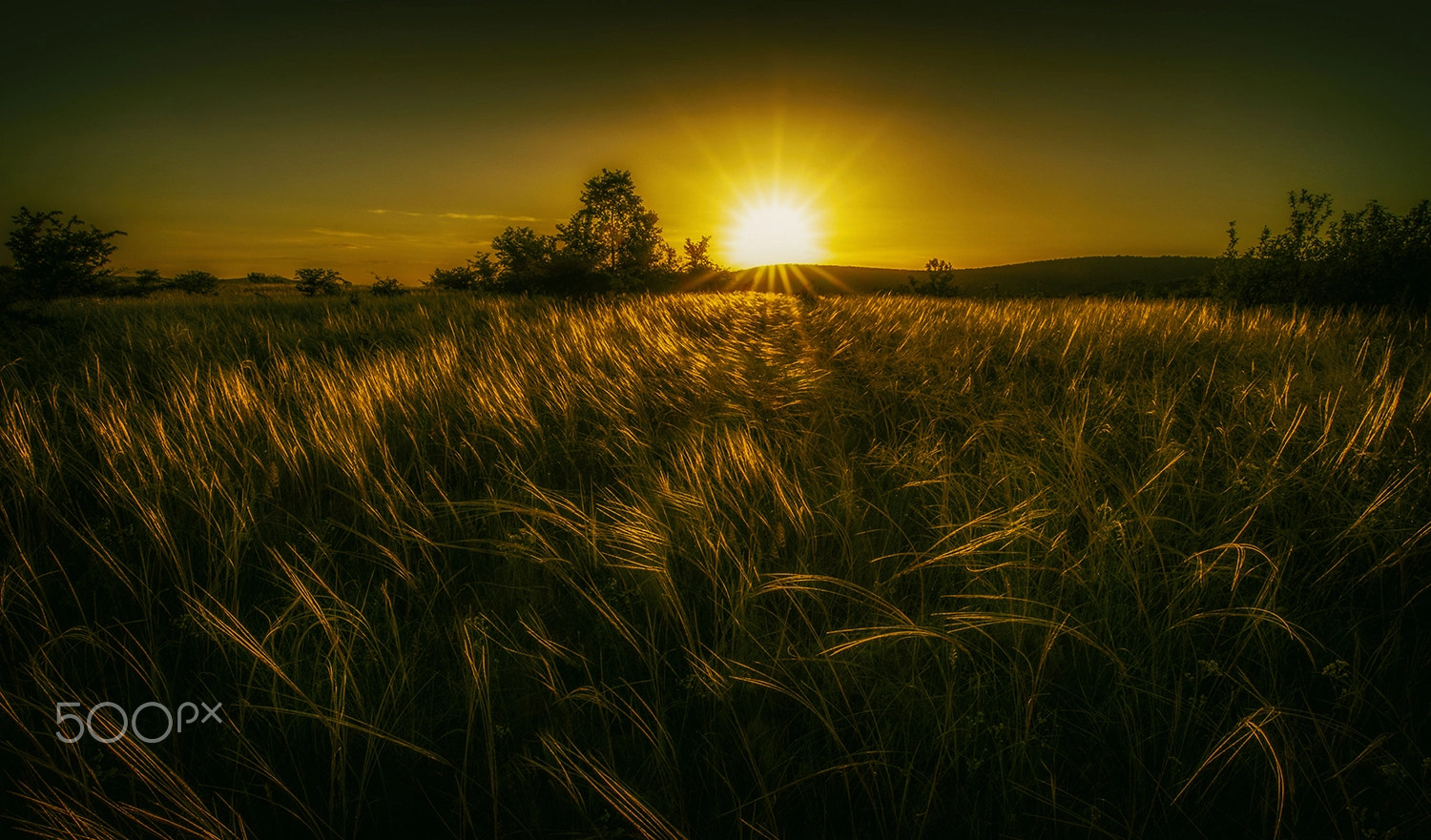 Sony Alpha DSLR-A580 + 20mm F2.8 sample photo. Dawn of the field photography